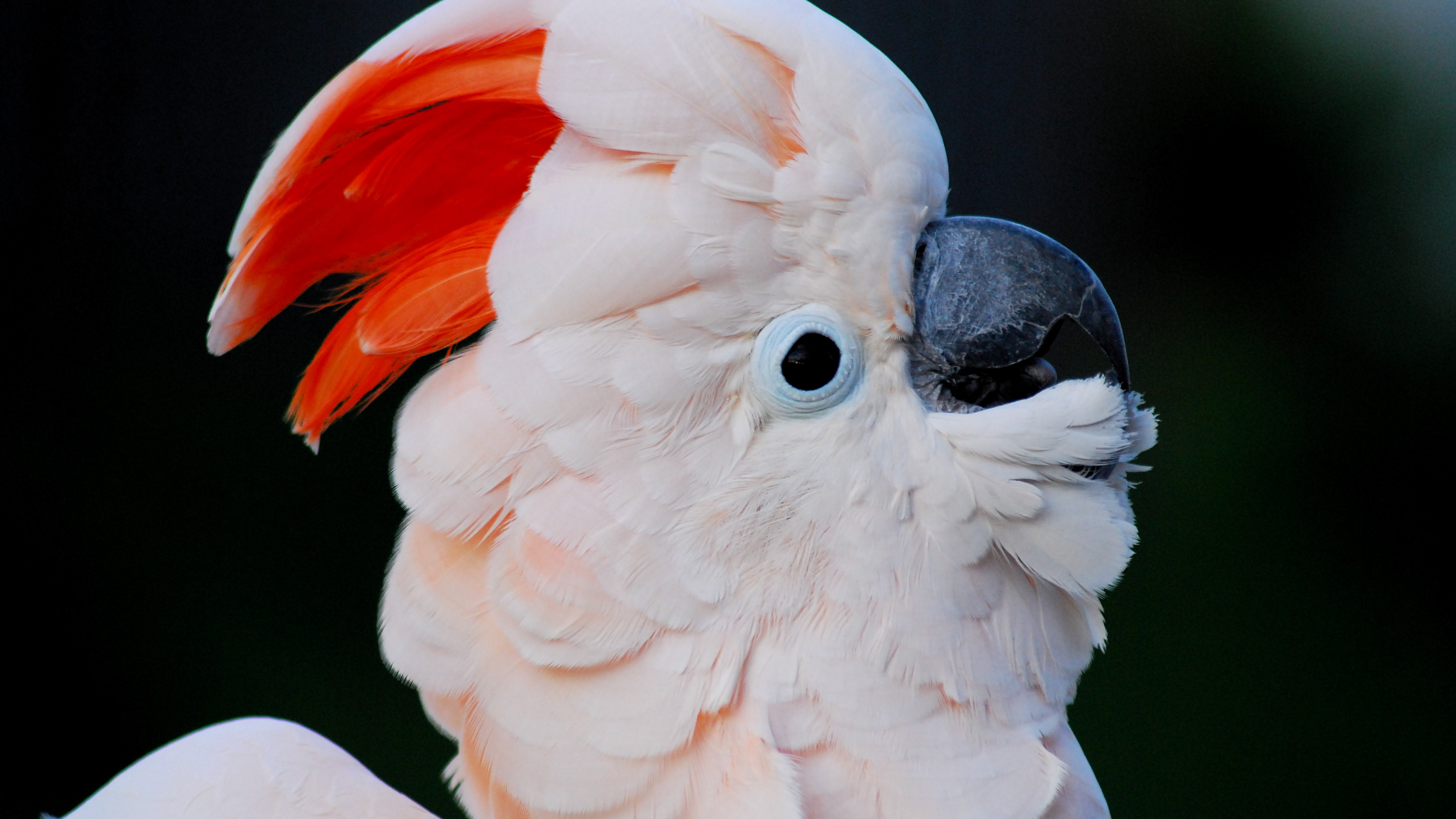 Salmon-crested beauty, Gorgeous cockatoo, HD wallpaper, 3840x2160 4K Desktop