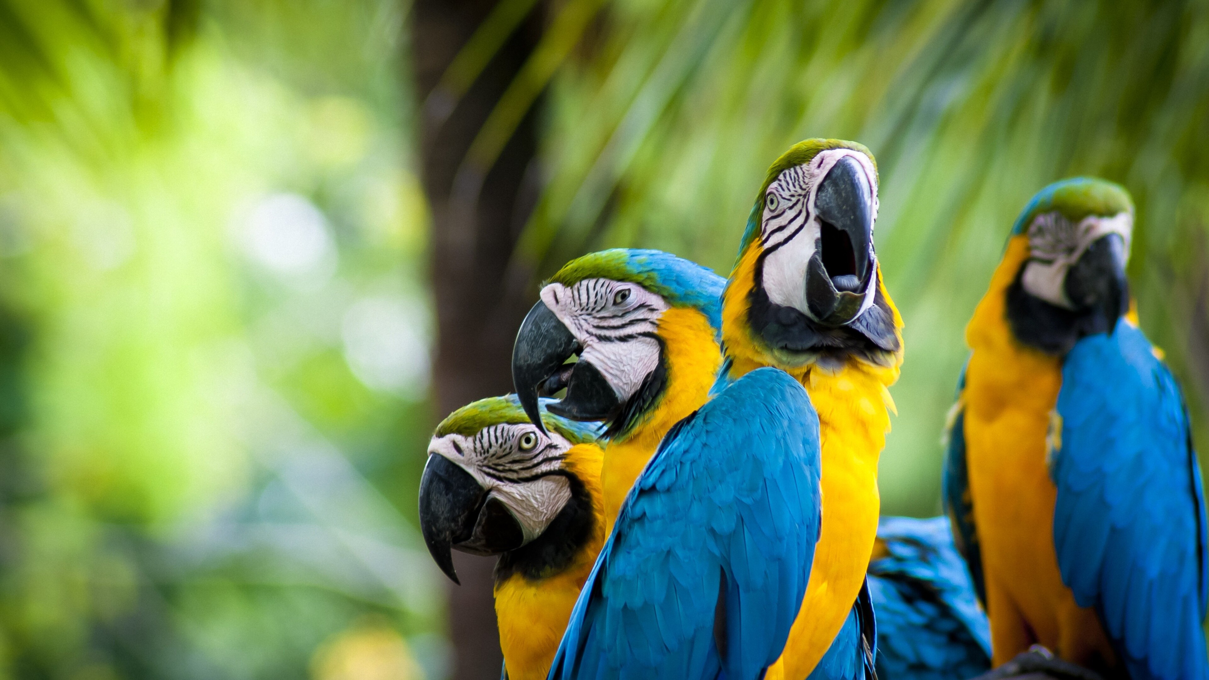 Macaw parrots, Exquisite plumage, Tropical beauty, Stunning wildlife, 3840x2160 4K Desktop