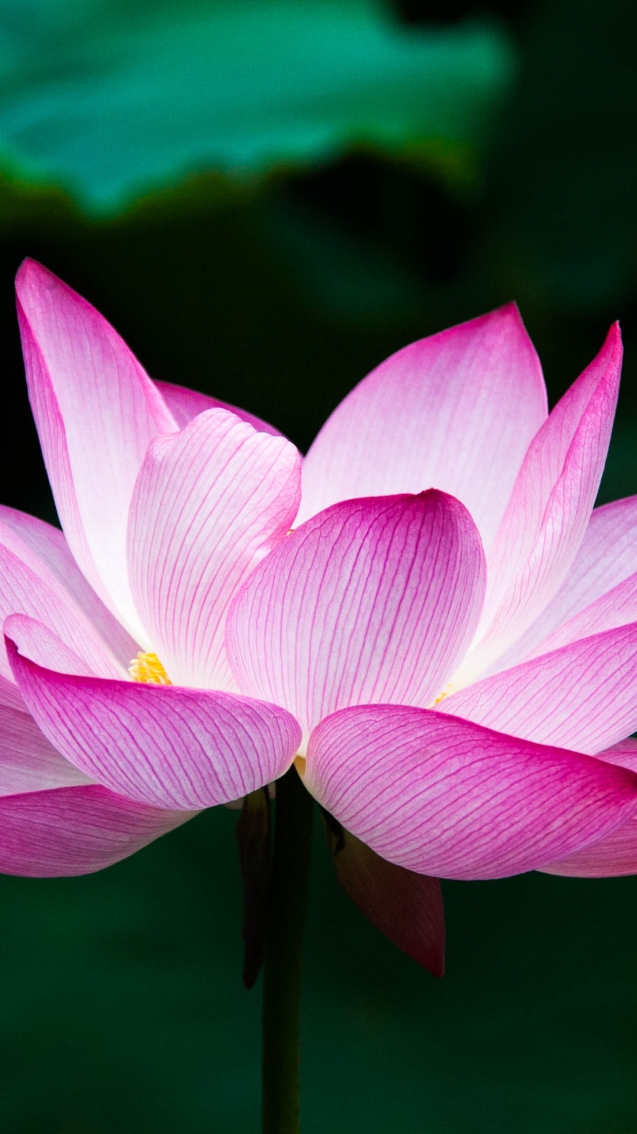 Lotus flower 4k, Sony Xperia X, 2160x3840 4K Phone