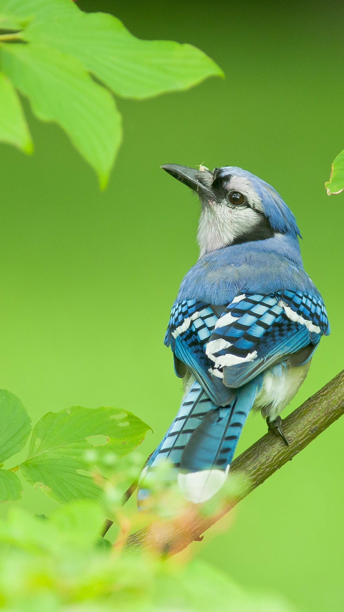 Blue jay, Birds Wallpaper, 1440x2560 HD Phone