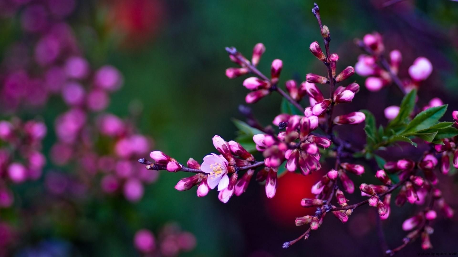 pink blossom flower buds, blooming pink prunus flower, blurred dark garden foliage, Full HD Desktop wallpaper