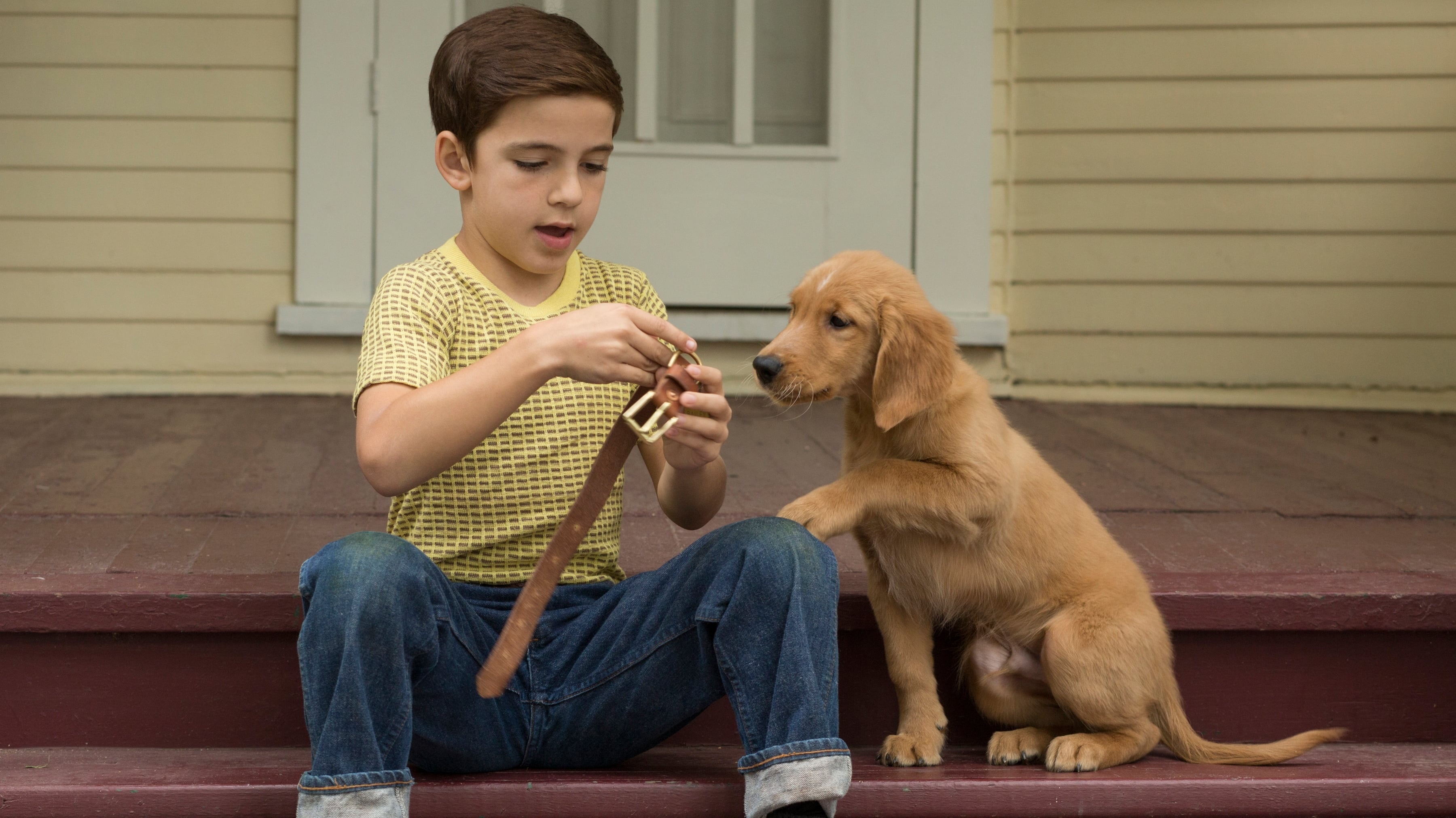 A Dog's Purpose, 2017 movie, Emotional journey, Heartwarming story, 3600x2030 HD Desktop