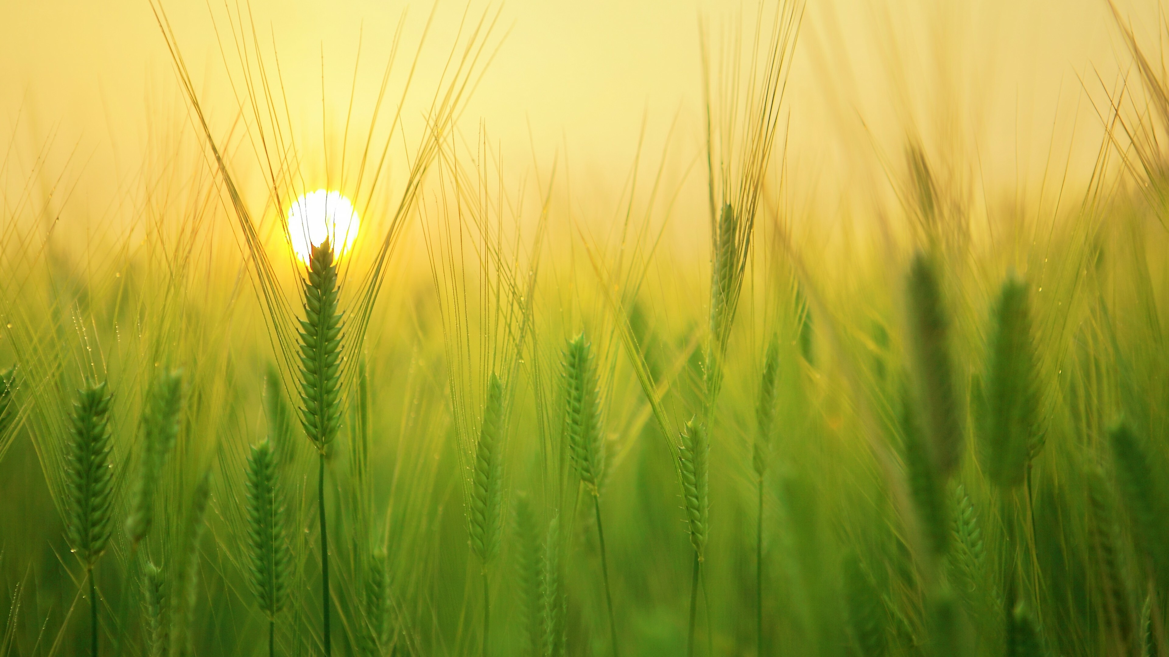 Field, Sunrises Wallpaper, 3840x2160 4K Desktop