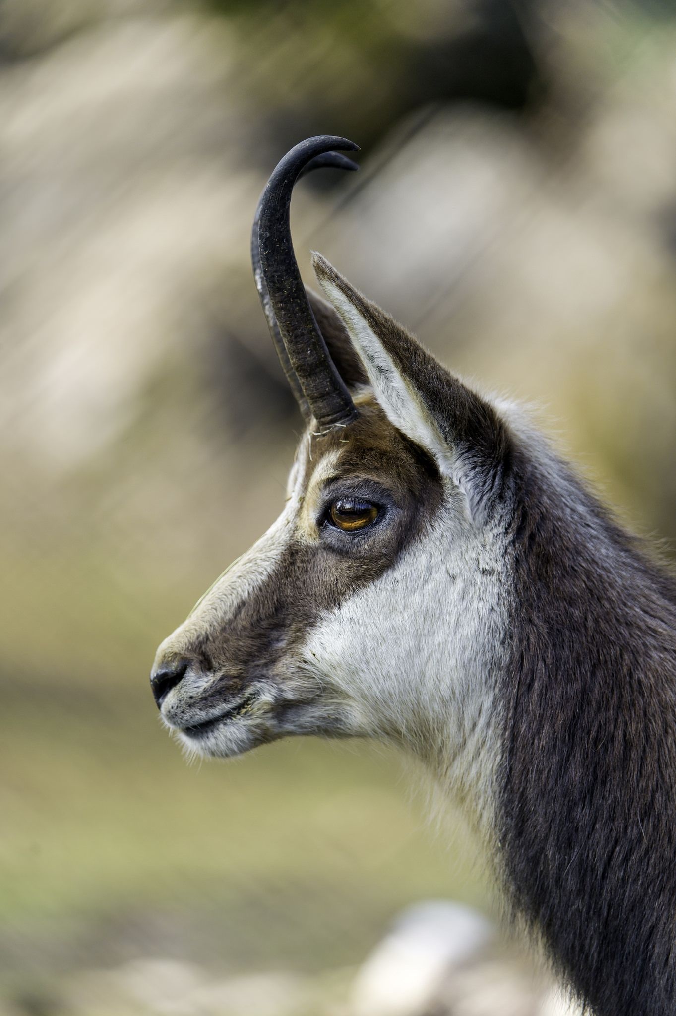Chamois species, Magnificent horned creatures, Wild beast photography, Majestic wilderness, 1370x2050 HD Phone