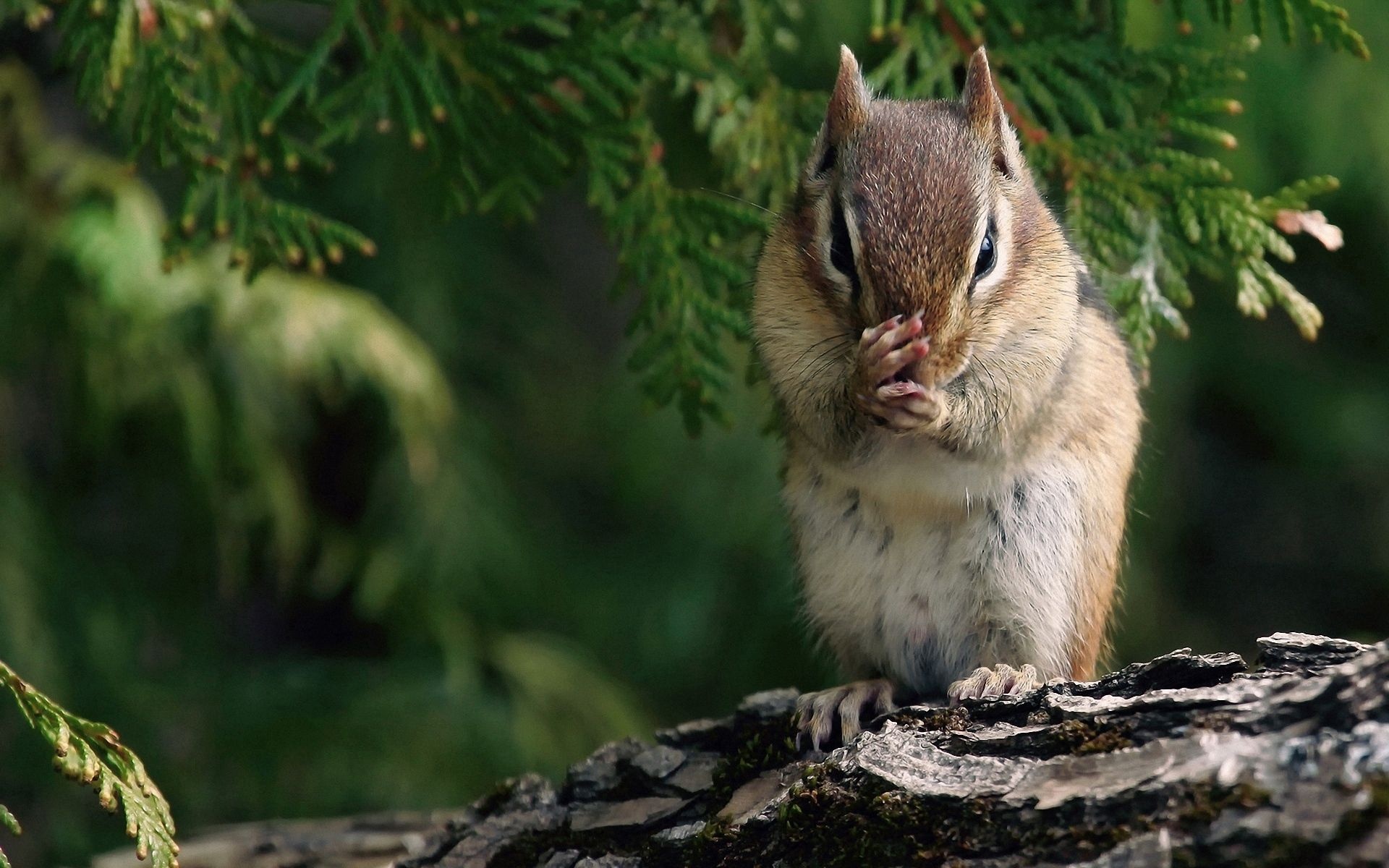 Wildlife, Natural beauty, Squirrel friend, Adorable creature, 1920x1200 HD Desktop