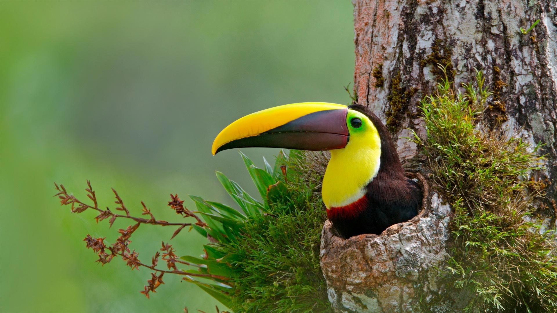 Costa Rica, Chestnut Mandible Toucan, Nest cavity, R wallpaper, 1920x1080 Full HD Desktop