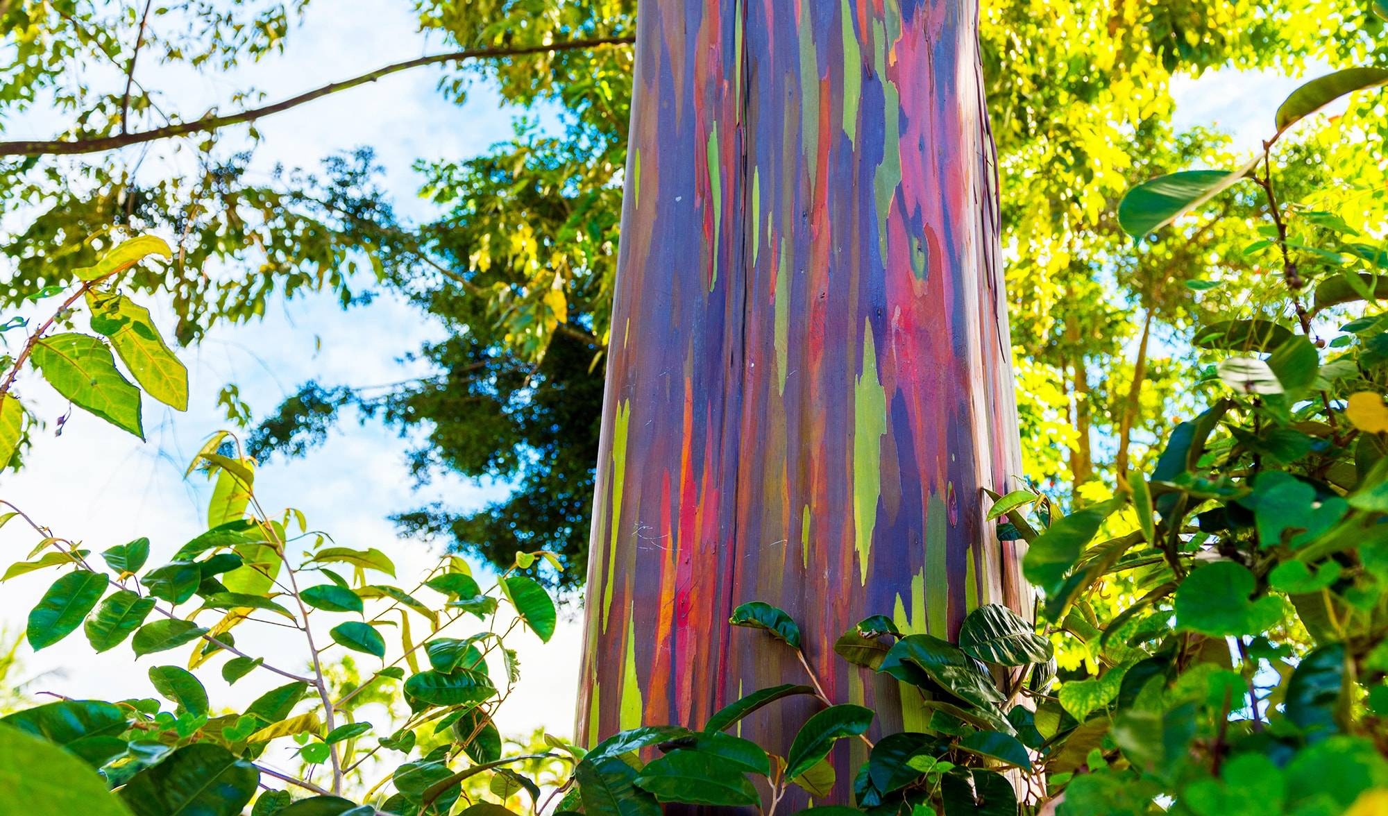 Rainbow eucalyptus, Pholder pics, Nature is lit, 2000x1180 HD Desktop