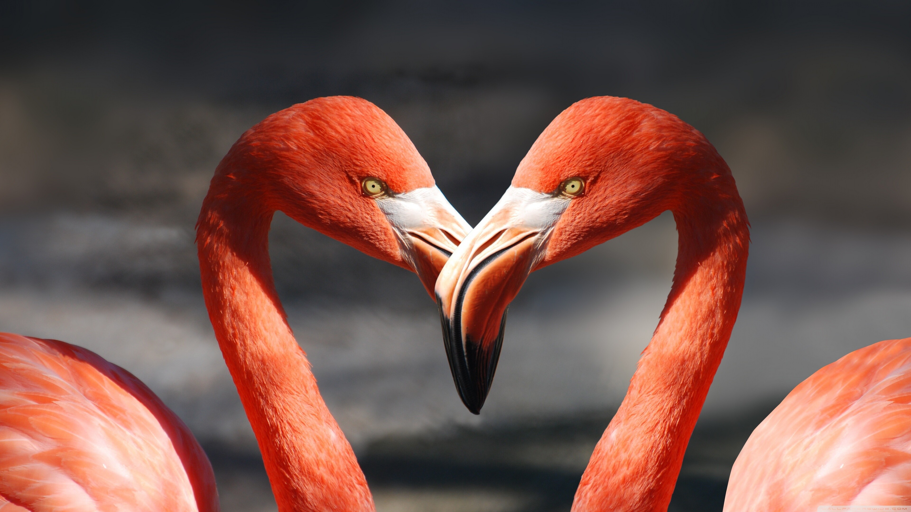 Couple, Flamingos Wallpaper, 3840x2160 4K Desktop