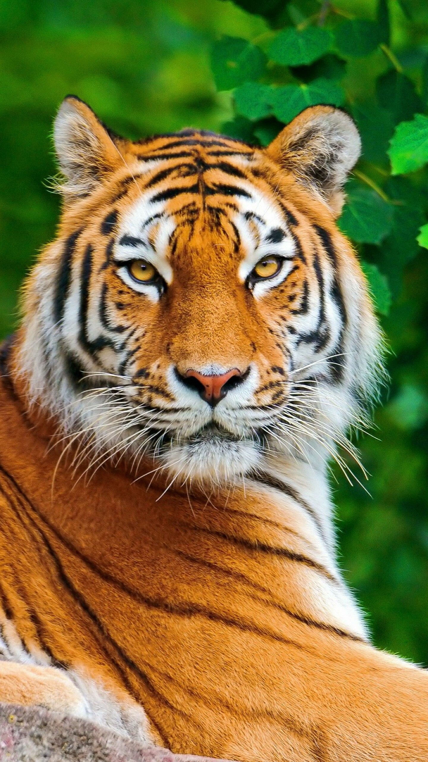 Galactic tiger, Captivating wallpapers, Mesmerizing visuals, Striking images, 1440x2560 HD Phone