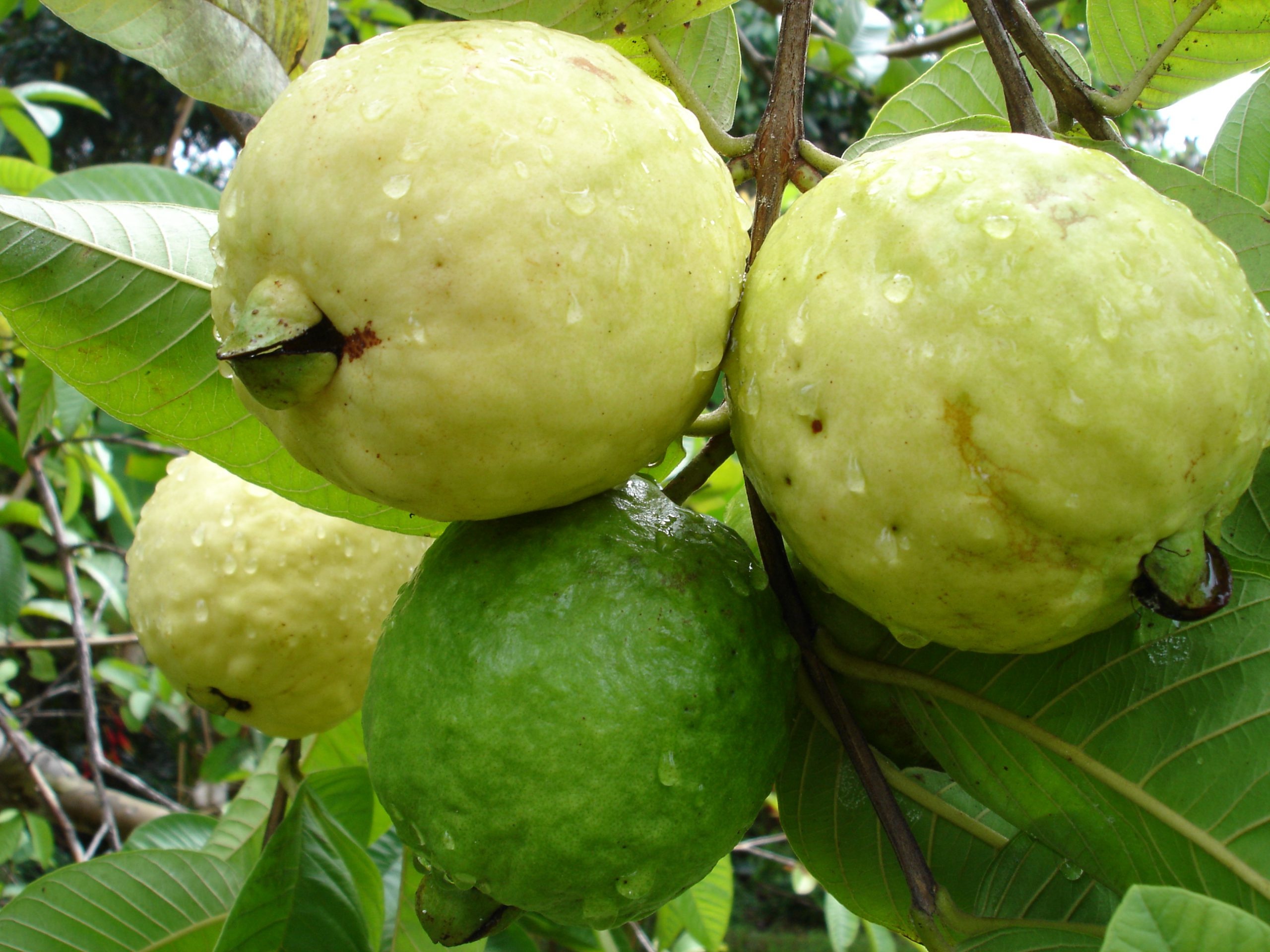 Thai red guava, Dwarf plant, 3-month yield, High-quality harvest, 2560x1920 HD Desktop