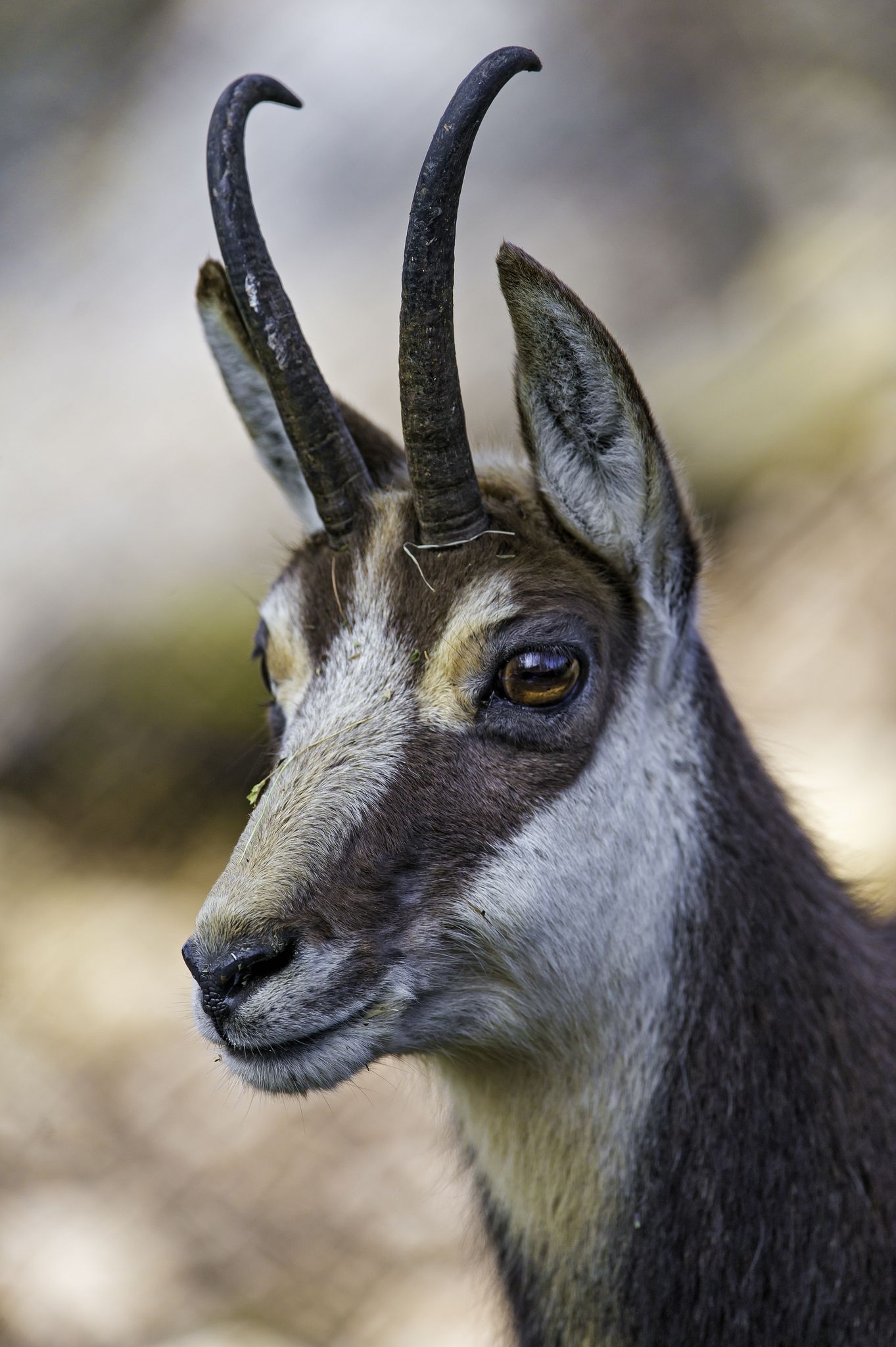 Semi profile of a Chamois, Wild animals in nature, Striking beauty, Graceful movements, 1370x2050 HD Phone