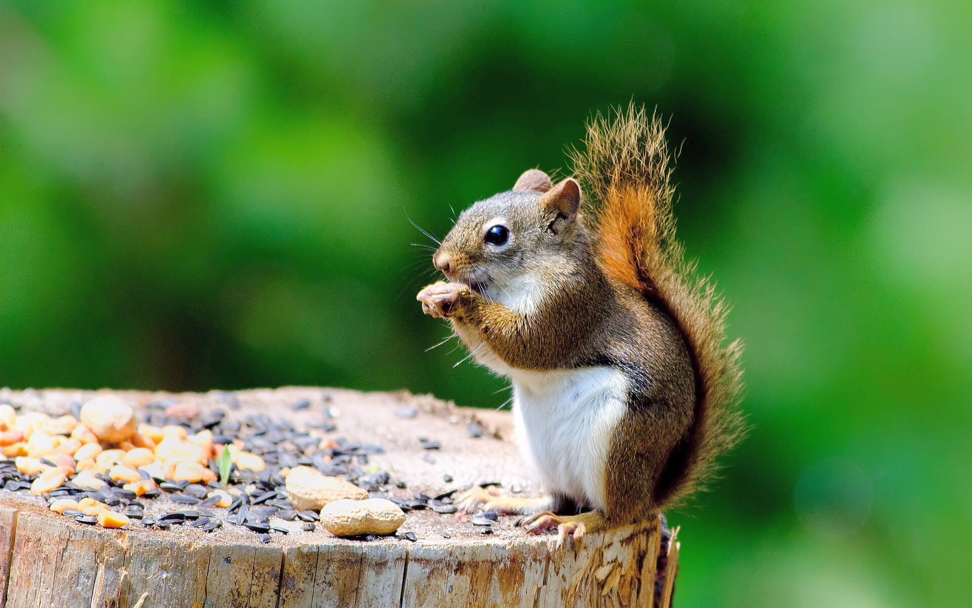 Cute squirrel trunk wallpaper, Lovely creature, Nature's beauty, High-quality image, 1920x1200 HD Desktop