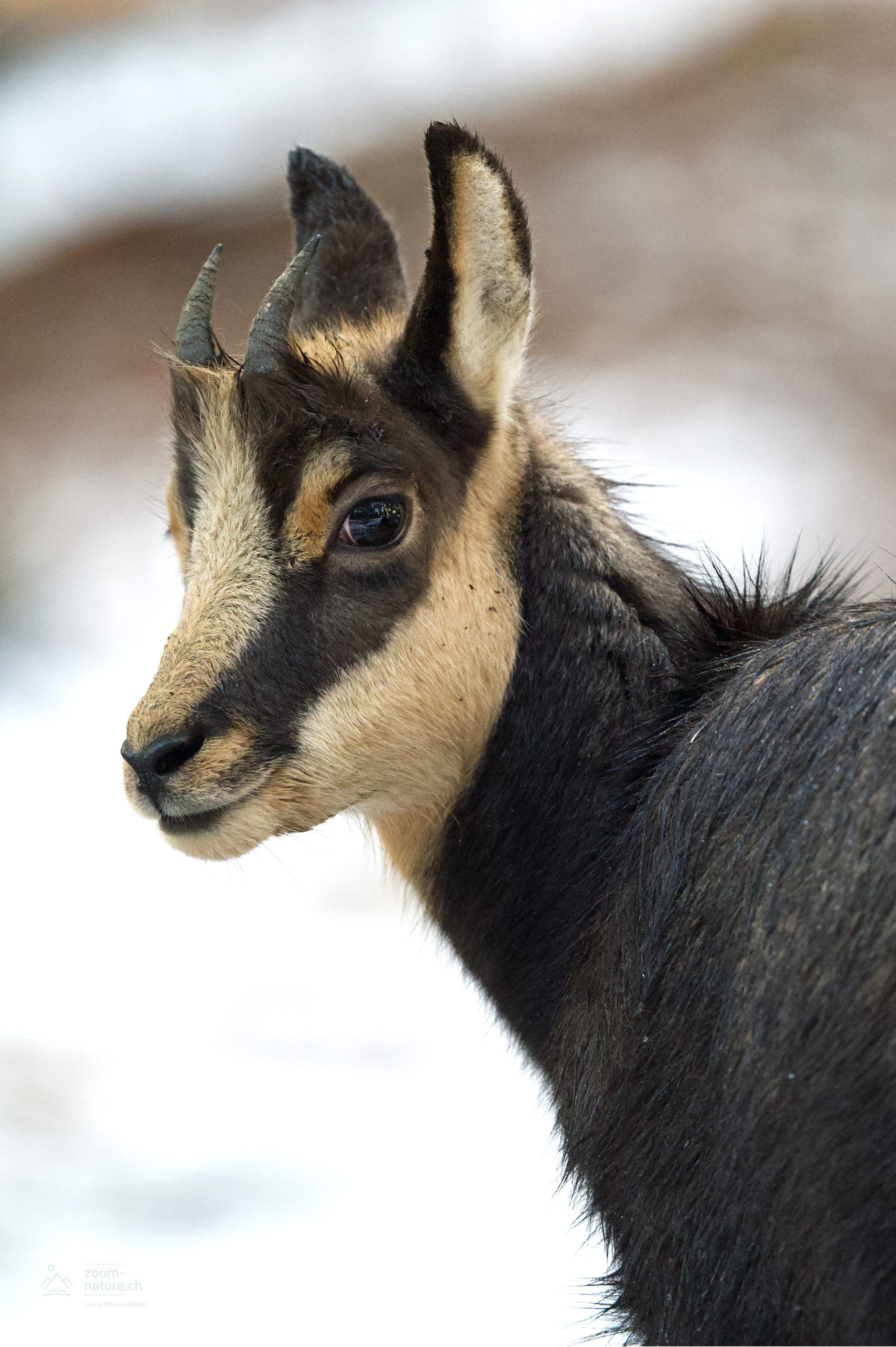 Chamois species, Shared happiness, Playful mountain residents, Joyful wildlife, 1710x2560 HD Phone