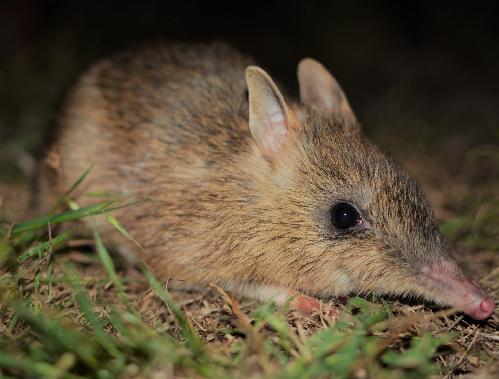 Endangered bandicoots, Genetic rescue, Crowdfunding campaign, Australian wildlife, 1920x1460 HD Desktop