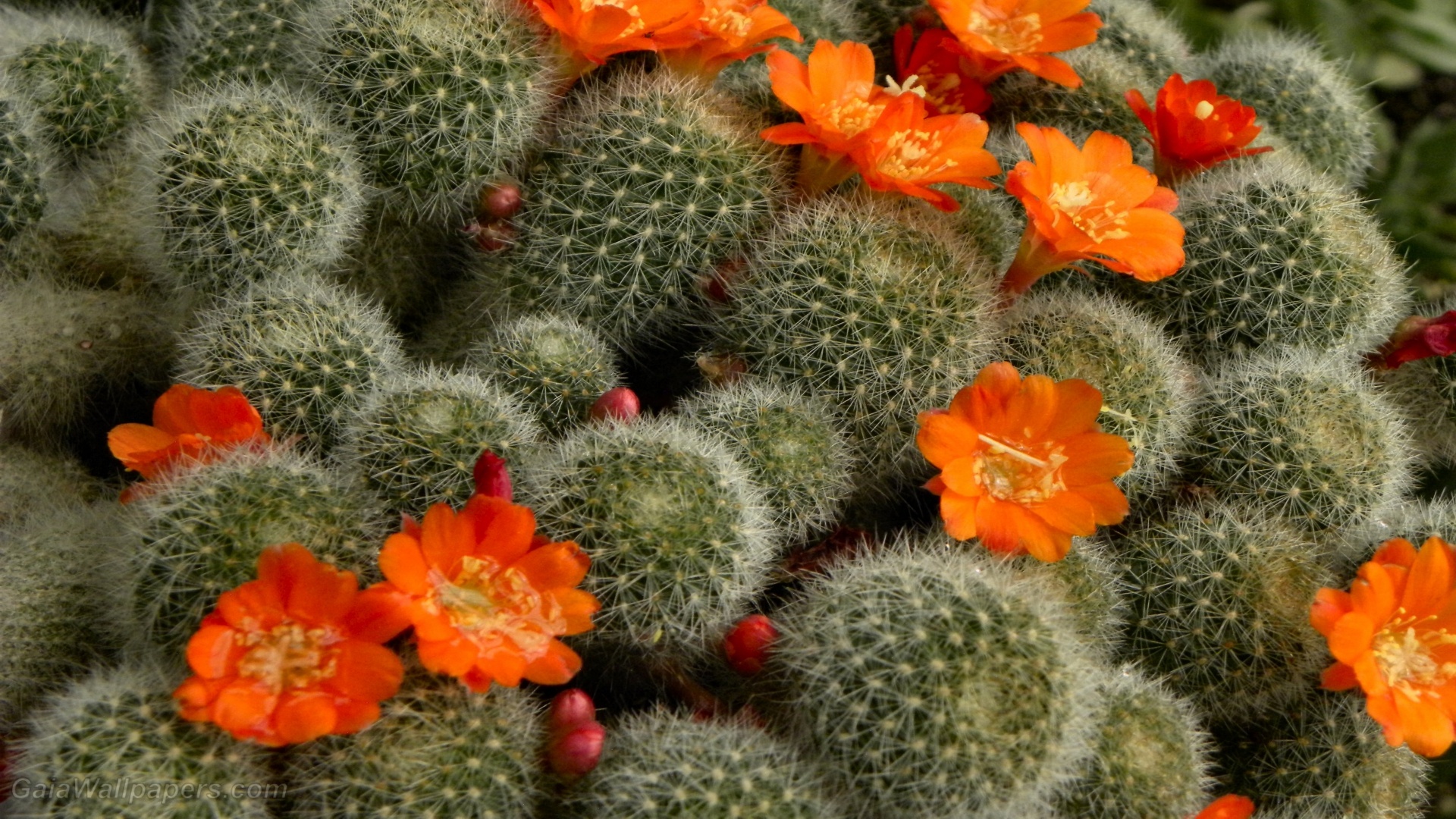 Cactus, Free desktop wallpapers, Nature's beauty, Vibrant greenery, 1920x1080 Full HD Desktop