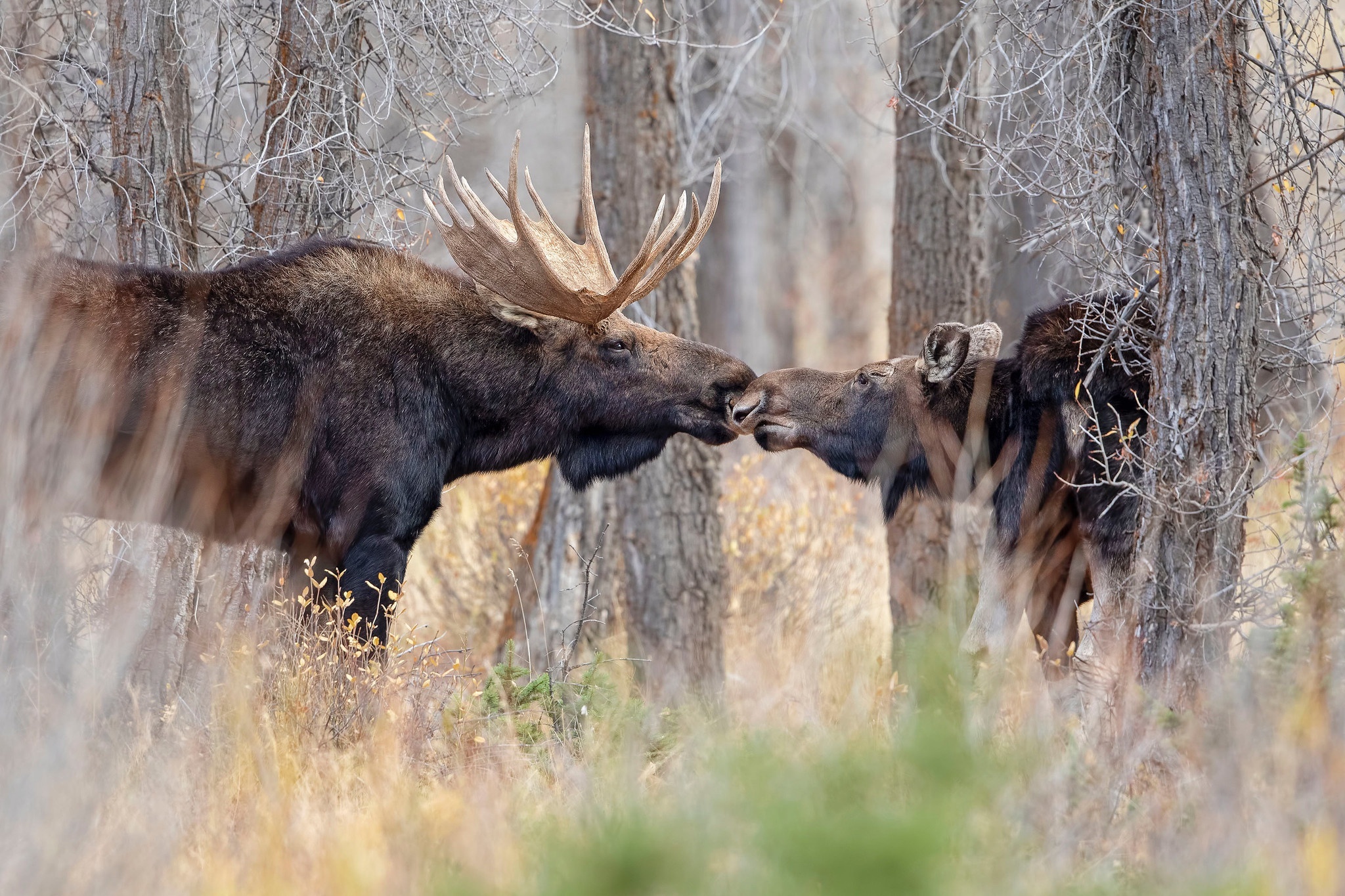 Adorable moose, Forest love story, Spring enchantment, Romantic pair, 2050x1370 HD Desktop