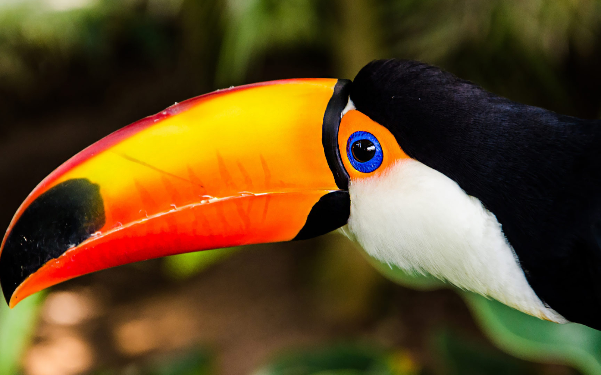 Toucan, 65 unique wallpapers, Colorful plumage, Exquisite bird, 1920x1200 HD Desktop