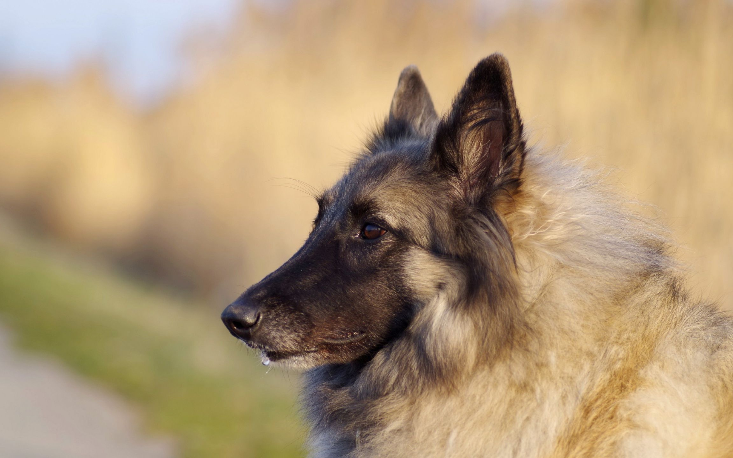 Belgian Tervuren, Animal wallpapers, High resolution, 32743, 2560x1600 HD Desktop