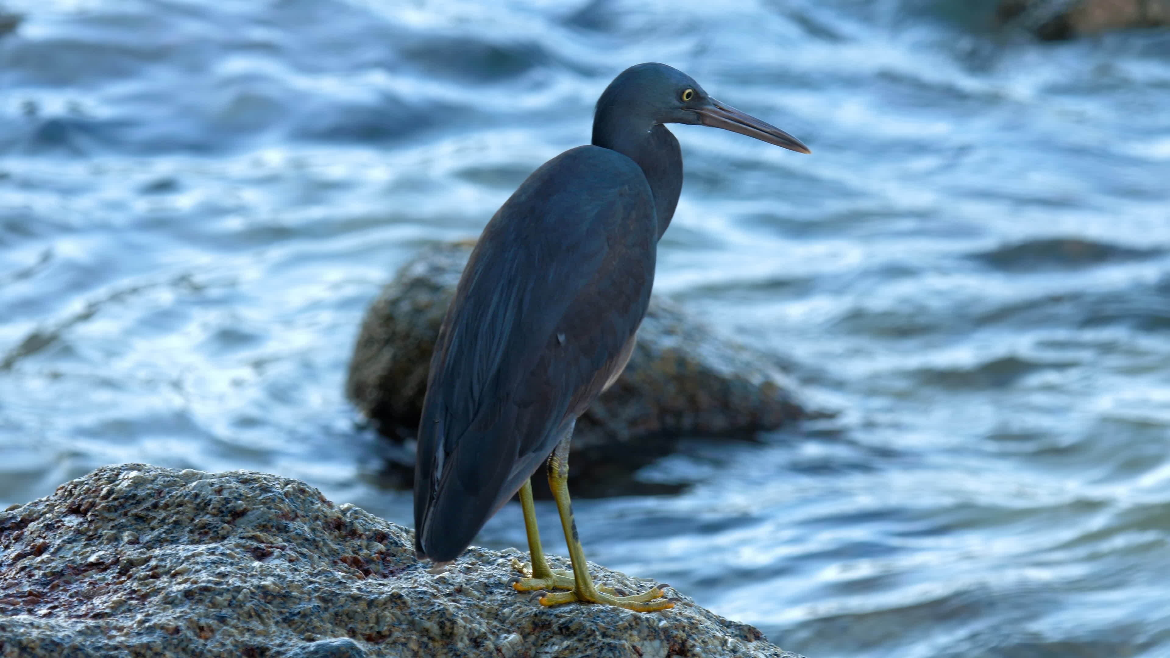 Pacific reef heron, Herons Wallpaper, 3840x2160 4K Desktop