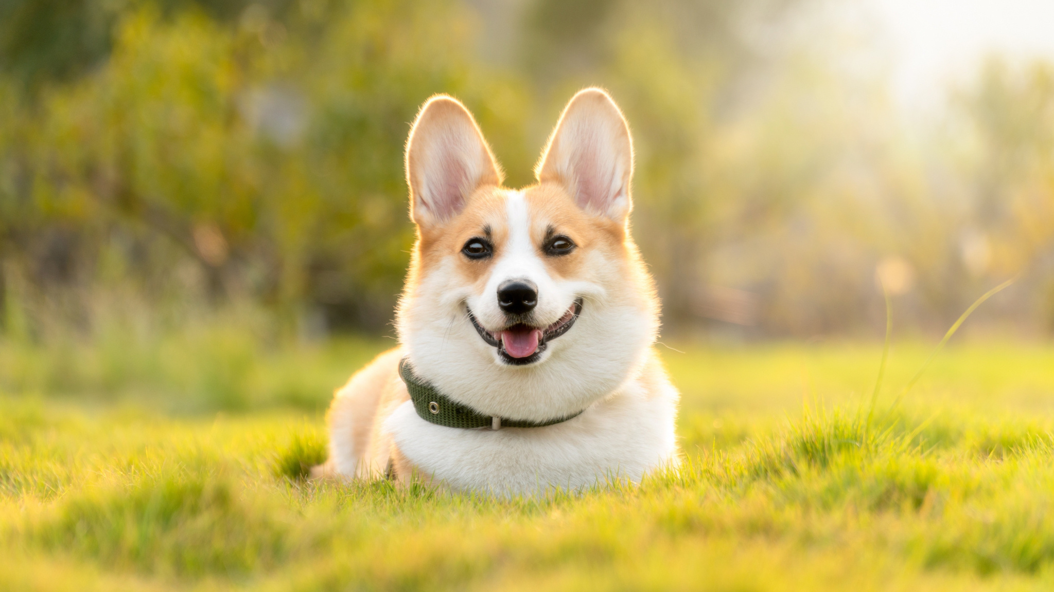 Corgi, Cute Dogs Wallpaper, 2050x1160 HD Desktop