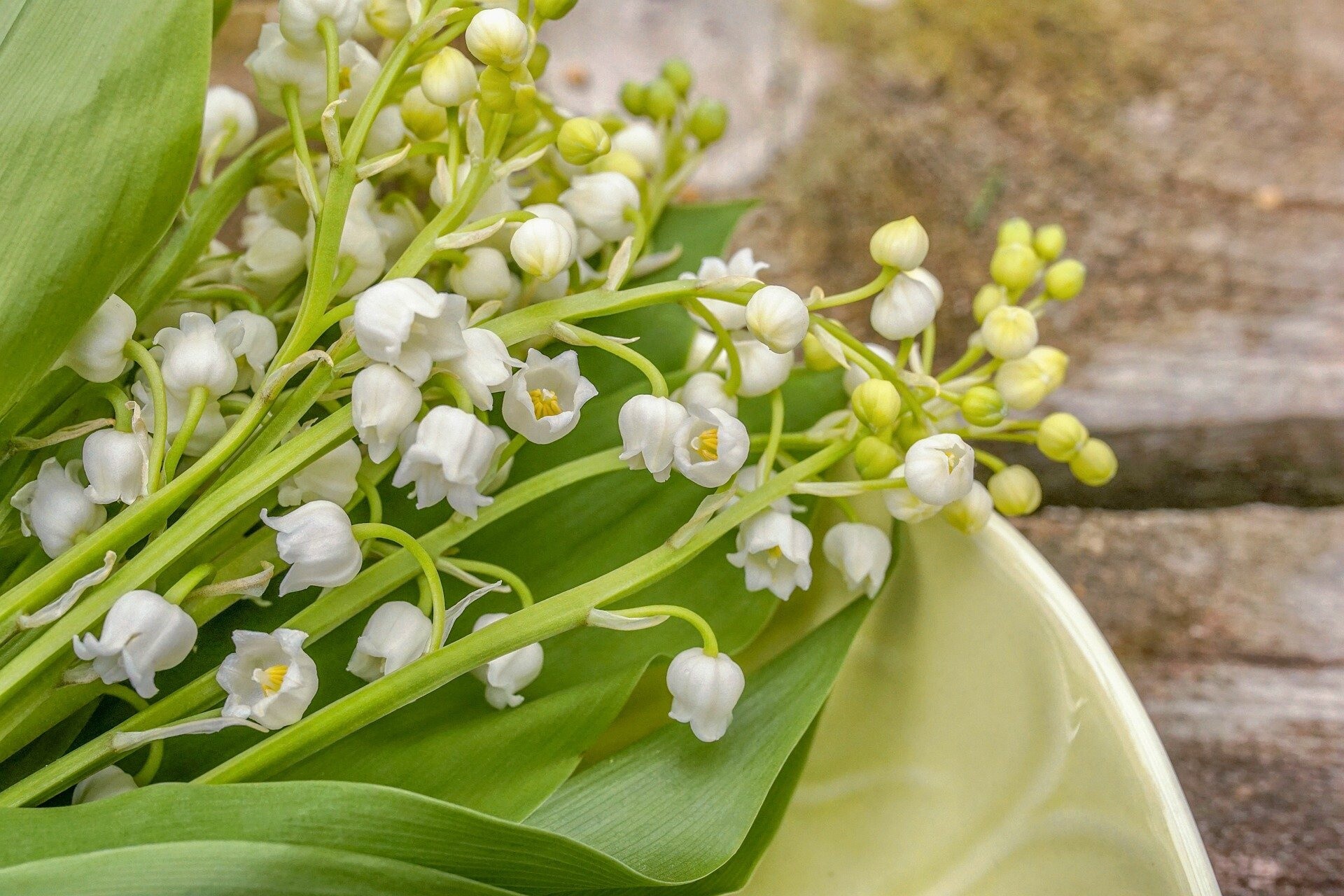 Lily of the Valley, Botanical beauty, Floral wallpaper, Serene charm, 1920x1280 HD Desktop