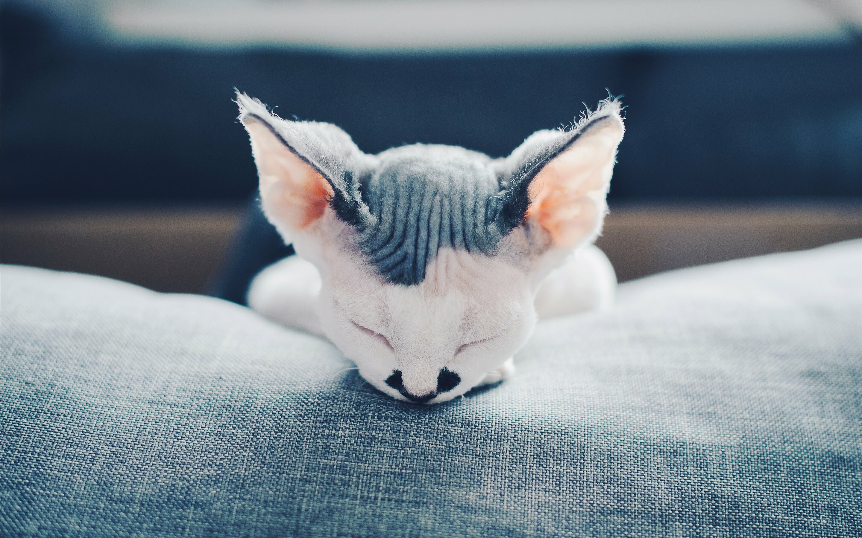 Sleeping, Devon Rex Wallpaper, 2880x1800 HD Desktop