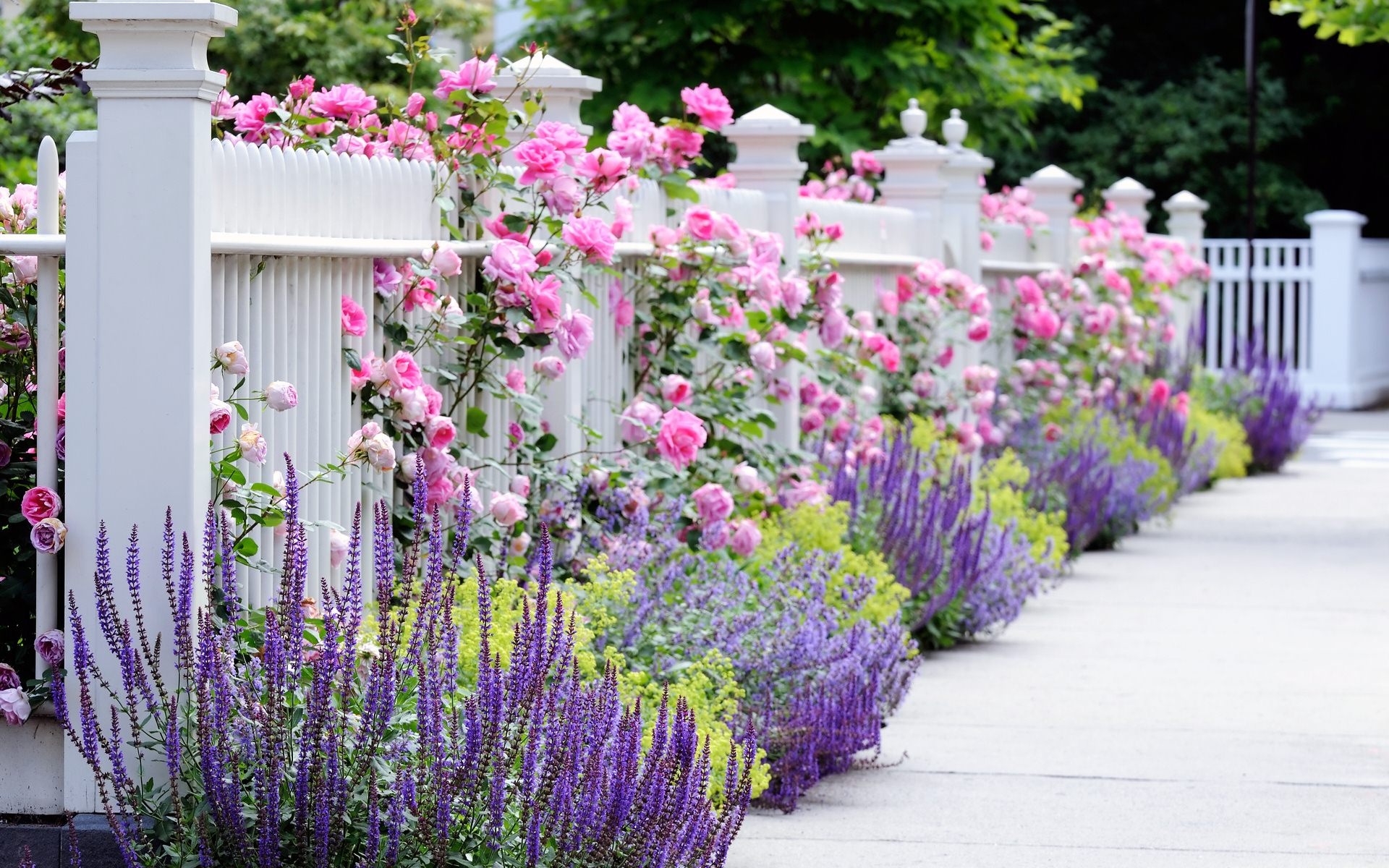 Woodland sage and roses, Flower Garden Wallpaper, 1920x1200 HD Desktop