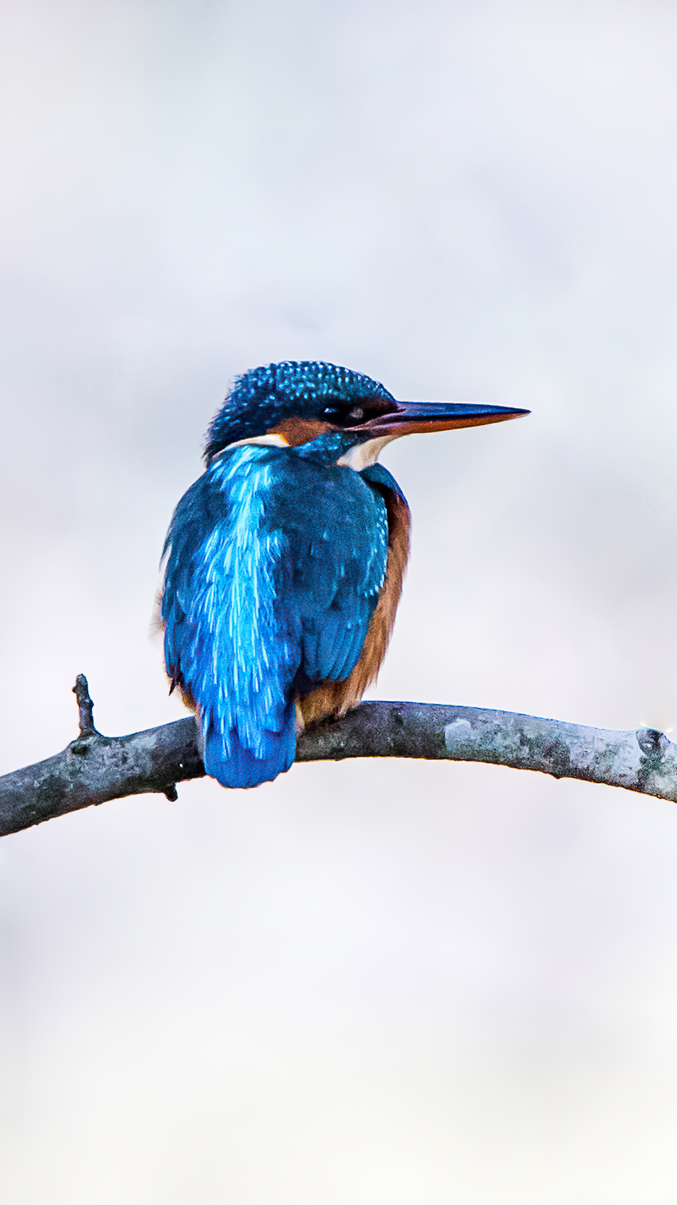 River kingfisher, 4K Sony Xperia, HD wallpapers, Backgrounds, 2160x3840 4K Phone