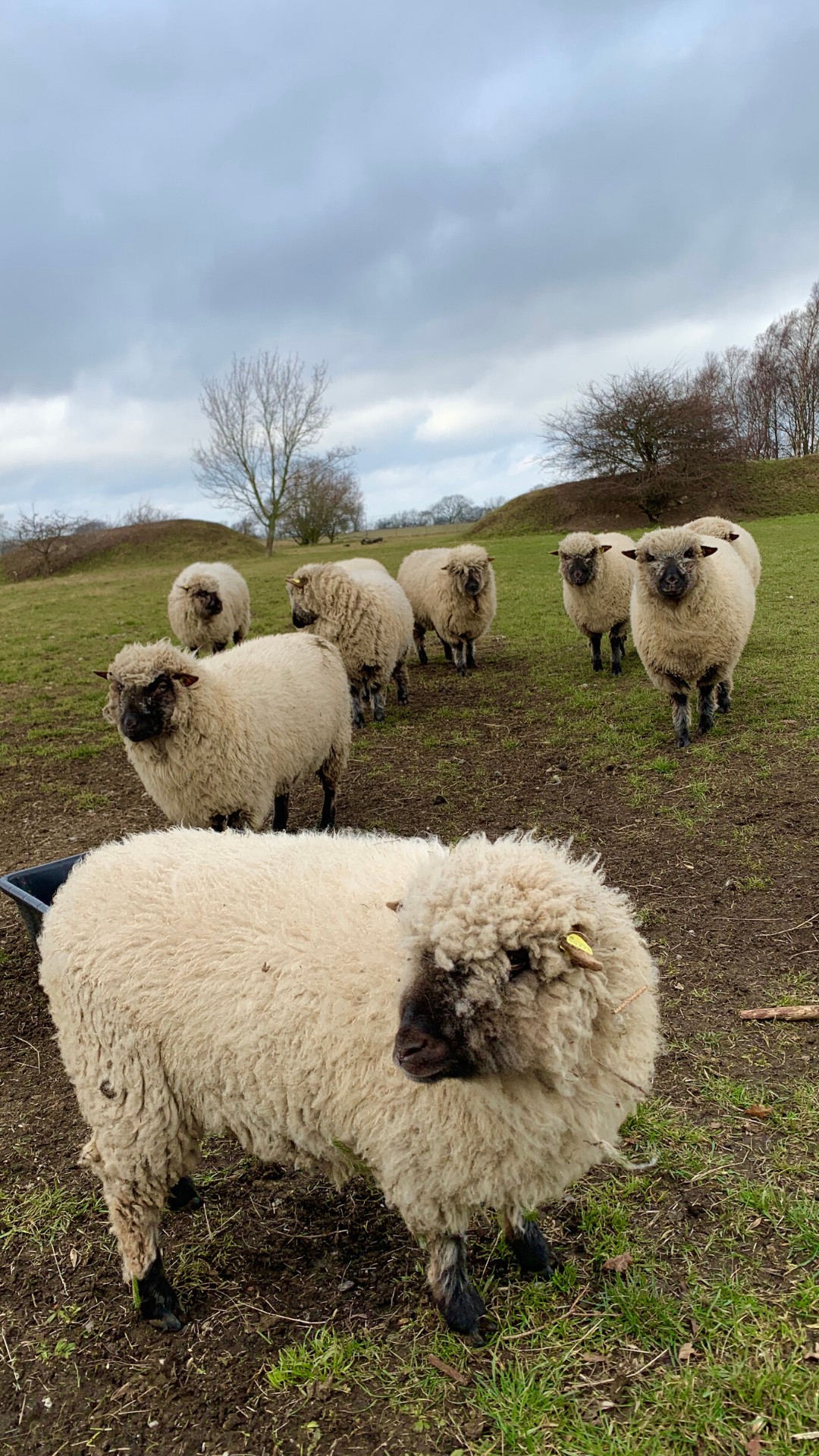 Sheep wallpaper for cozy homes, Scandinavian decor, Danish inspiration, Charming interiors, 1080x1920 Full HD Phone