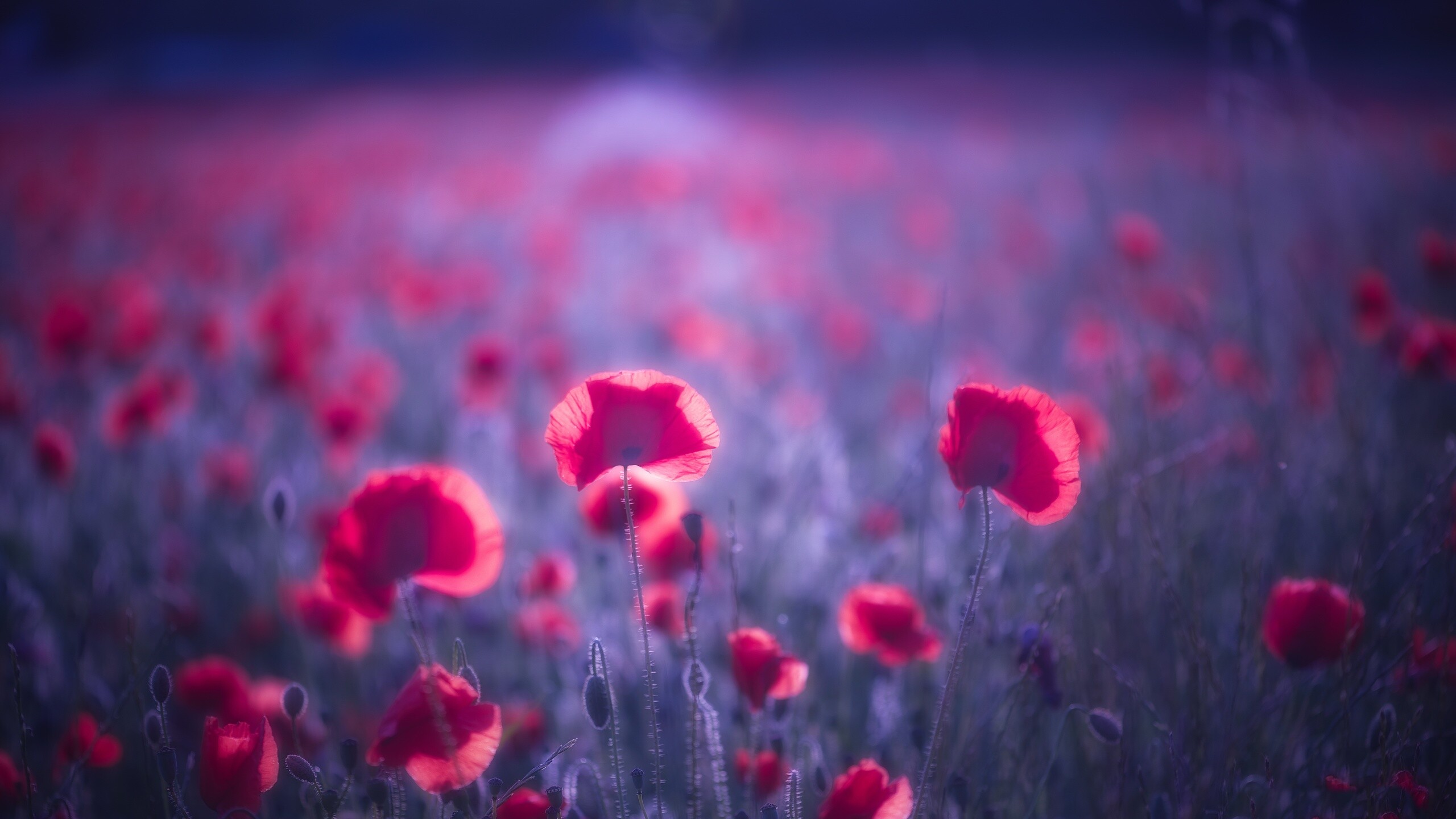 Poppy flowers 8k resolution, Vibrant floral display, Stunning petals, Nature's wonder, 2560x1440 HD Desktop