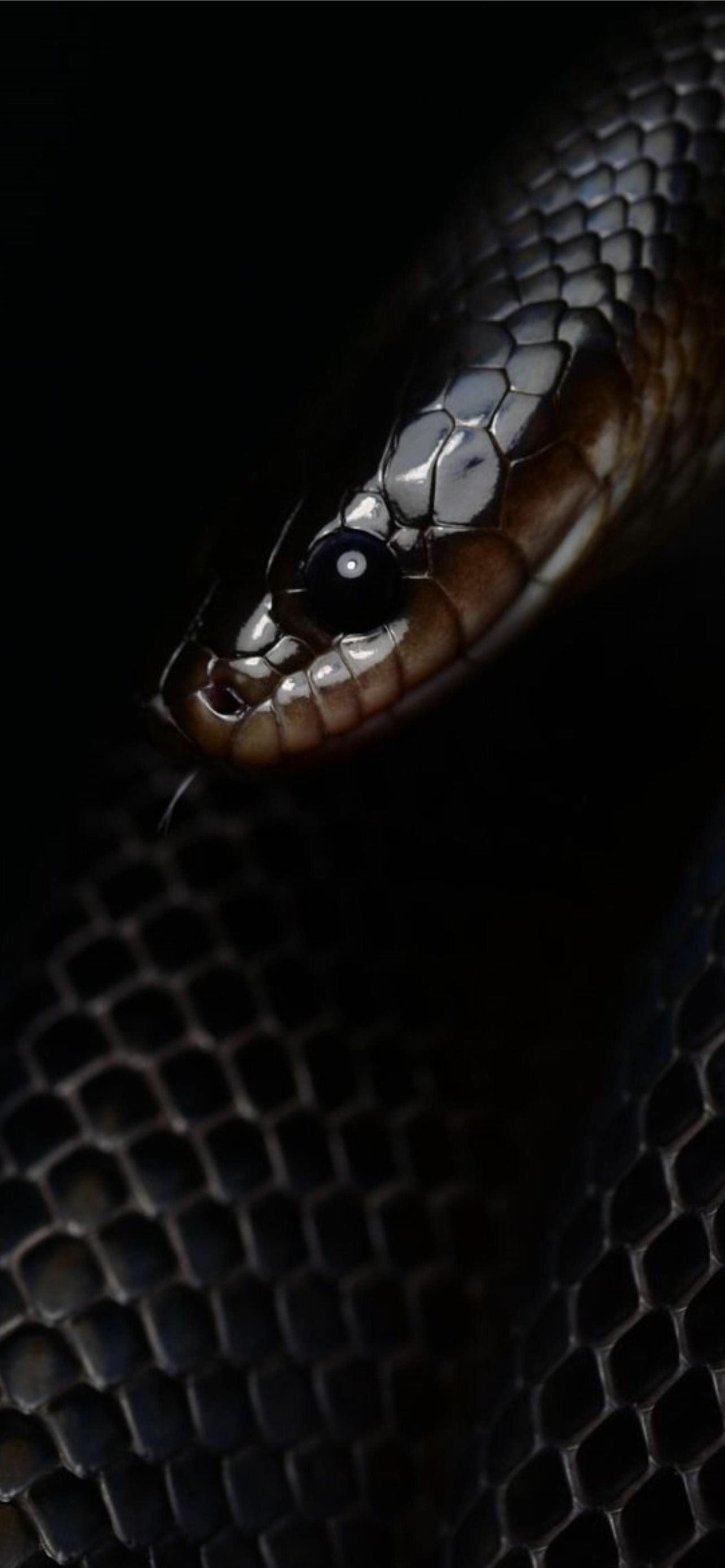 Mussurana, Snakes Wallpaper, 1290x2780 HD Phone