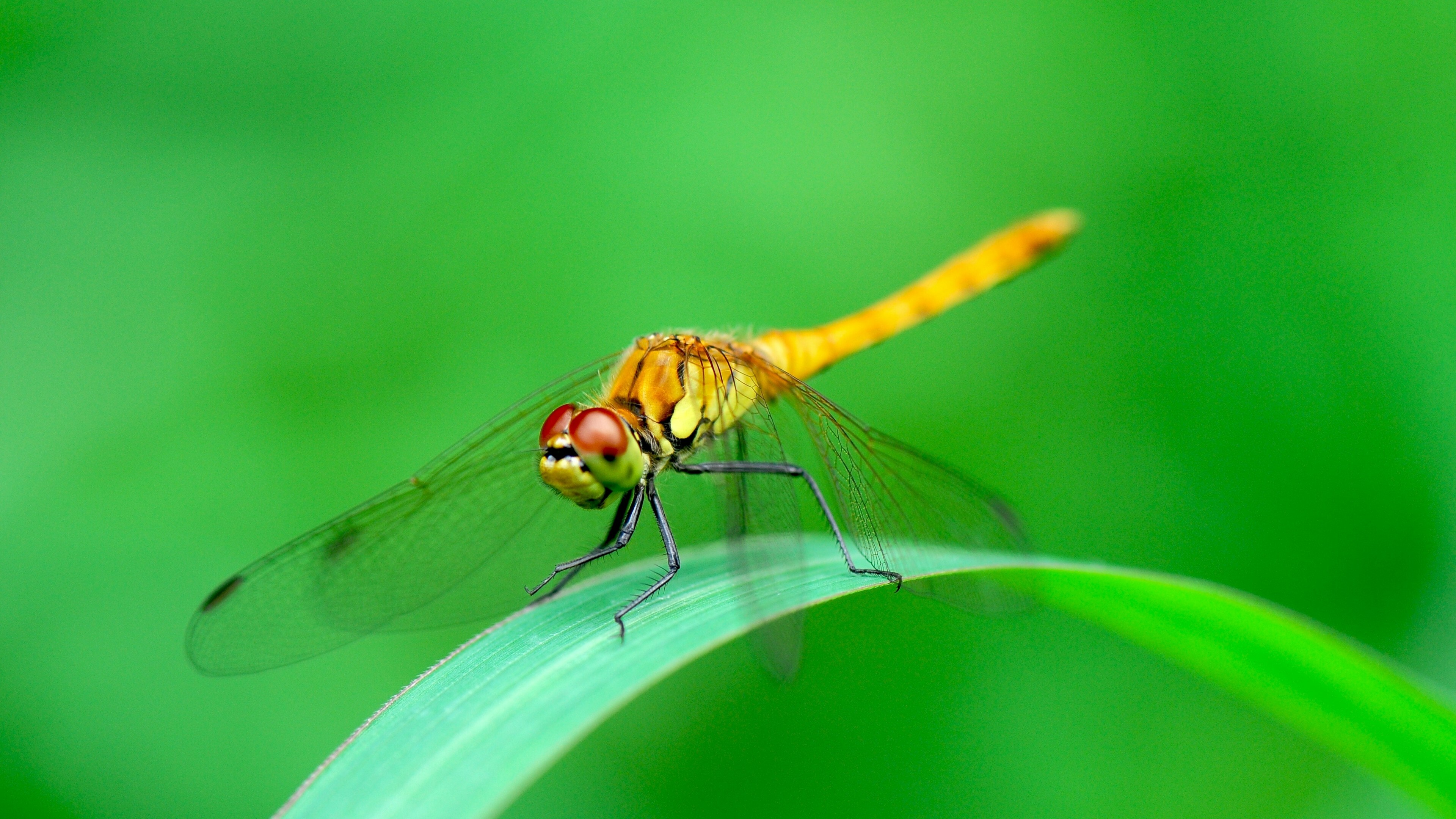 Green dragonfly, Vibrant aerial view, 4K animal photography, Eye-catching background, 3840x2160 4K Desktop