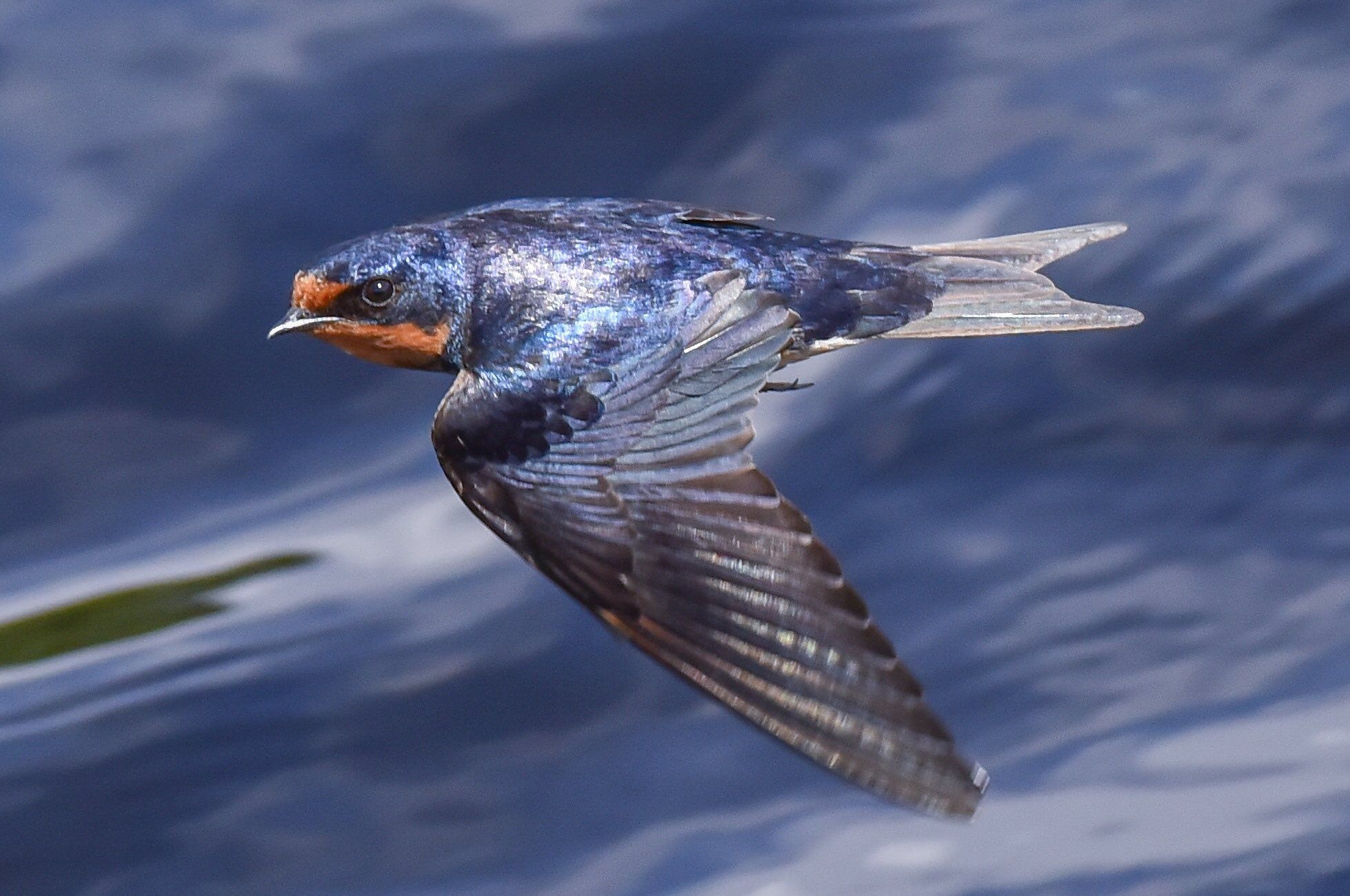 Swallow, Barn swallow charm, Fascinating animals, Animal kingdom, 1960x1300 HD Desktop