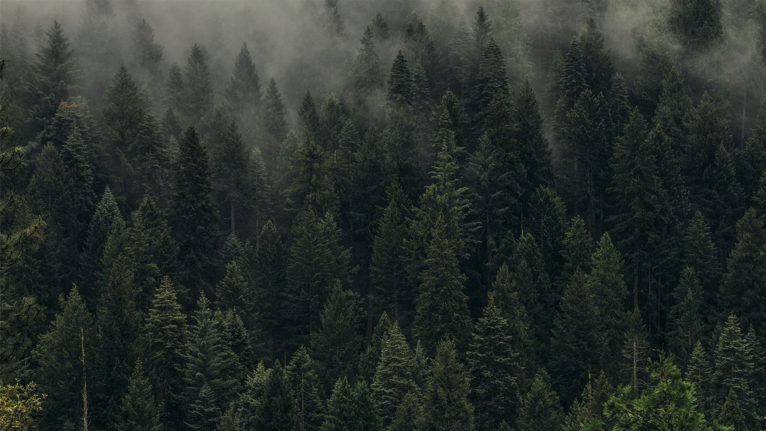 dense pine forest canopy, fog rolling through treetops, evergreen conifer woodland, HD Desktop wallpaper
