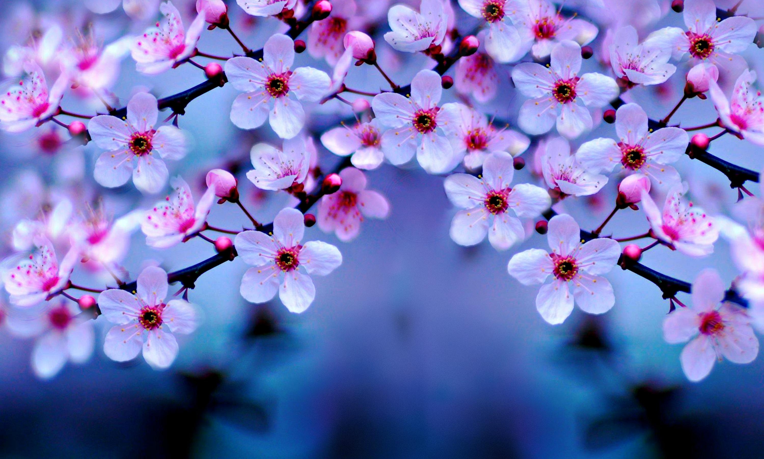Blooming sakura branches, Pink cherry blossom petals, Soft blue gradient bokeh, HD Desktop wallpaper