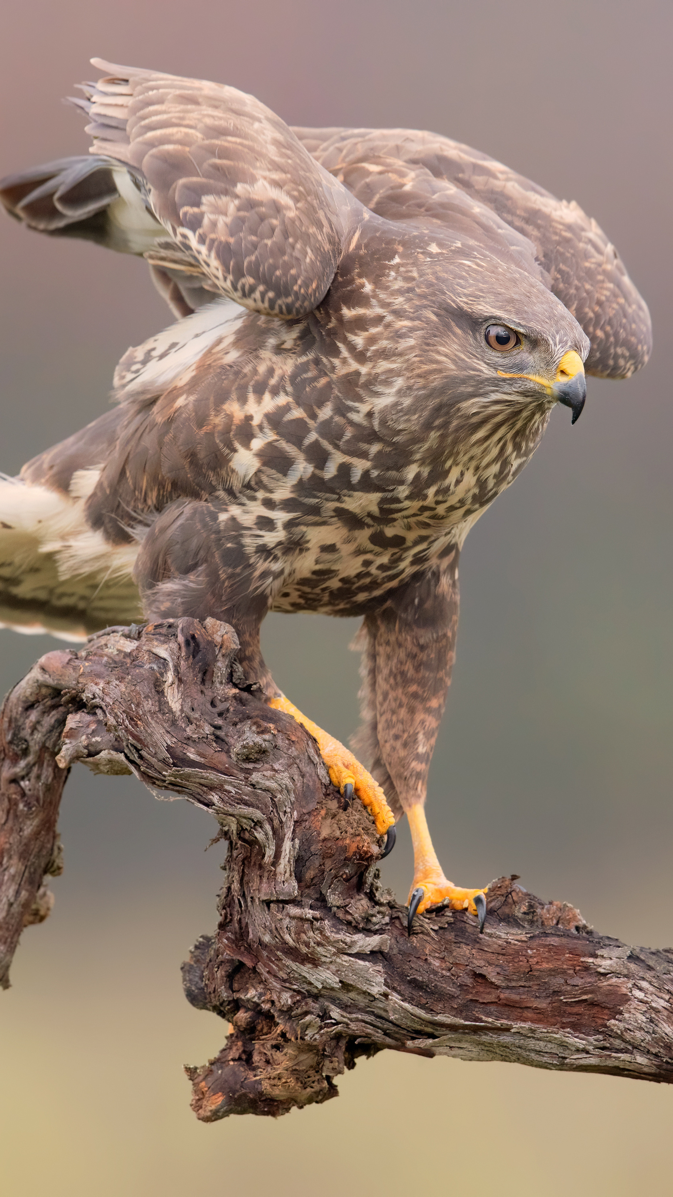 Eagle hawk, Sony Xperia 5K background, Premium HD wallpapers, 2160x3840 4K Phone