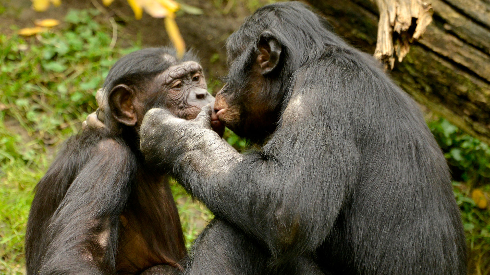 Bonobo matriarchy, Peace through sex, 1920x1080 Full HD Desktop