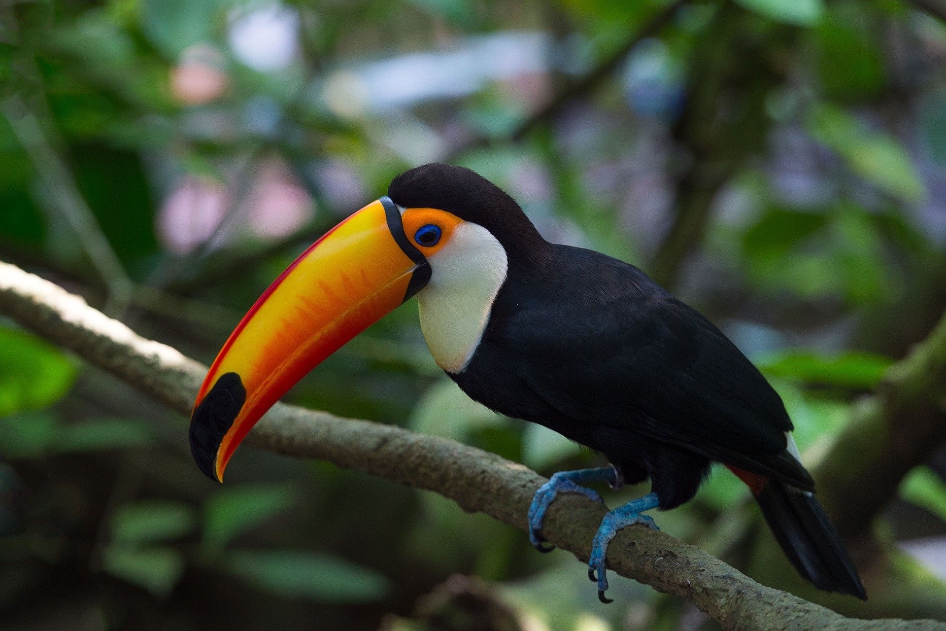 Toucan, HD wallpaper background, Striking visual appeal, Nature's marvel, 1920x1280 HD Desktop