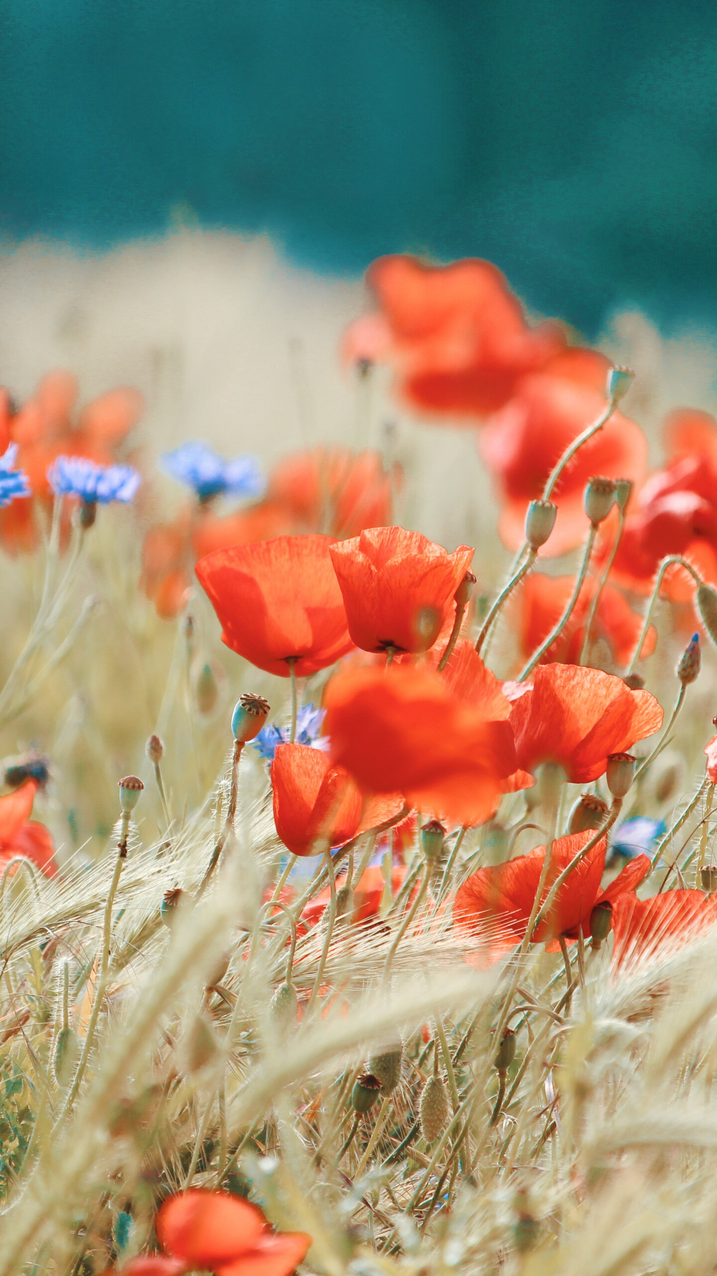 Poppy field meadow, Vibrant red flowers, Scenic wallpaper, Nature's beauty, 1440x2560 HD Phone