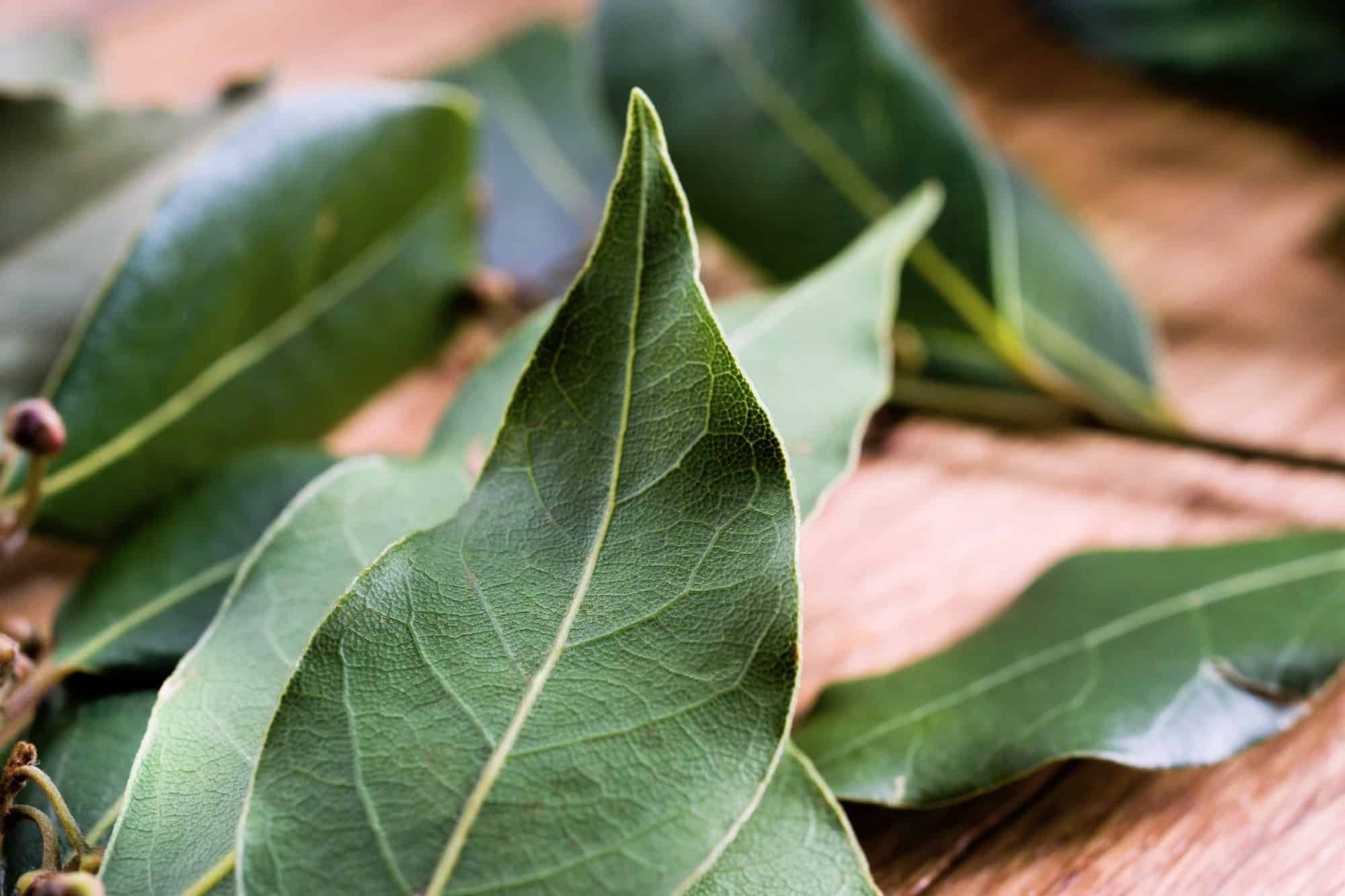 Bay leaves, Excessive usage, Spiceography, 2000x1340 HD Desktop