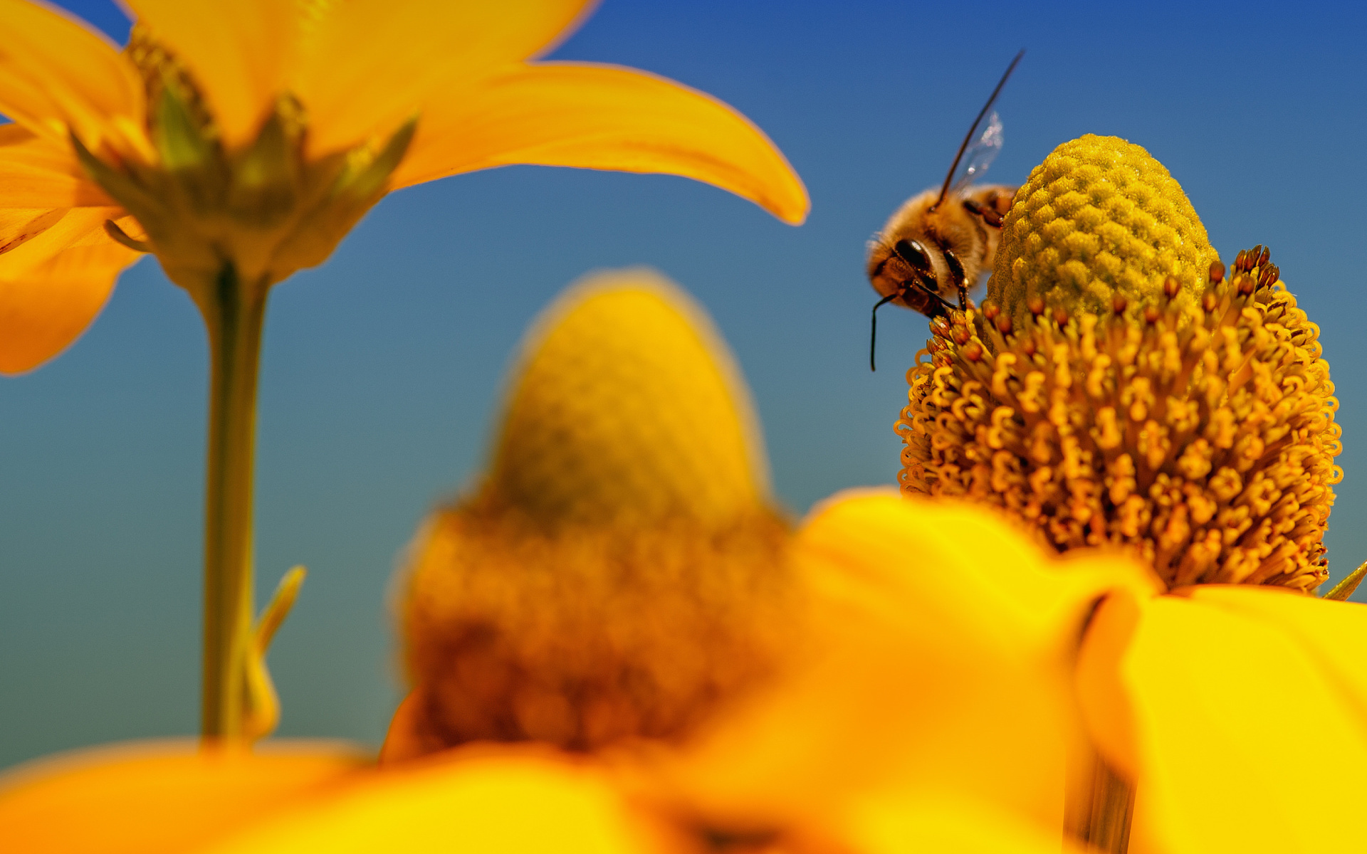 Bee, Honey bee wallpaper, Desktop beauty, Nature's charm, 1920x1200 HD Desktop