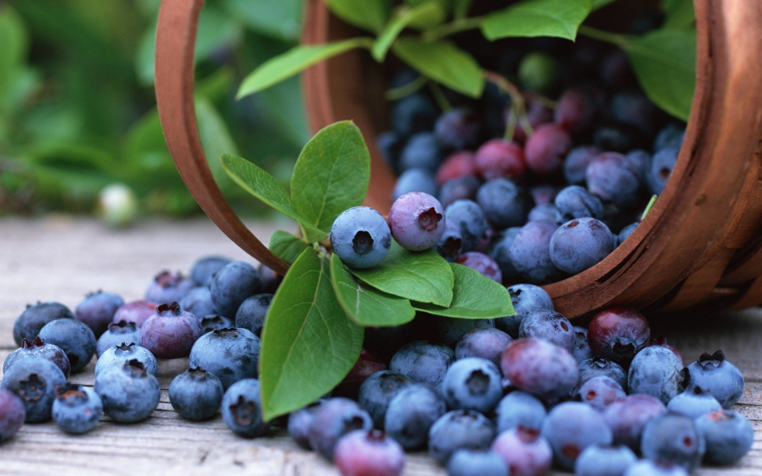 Food, Blueberry wallpapers, HD quality, 2560x1600 HD Desktop
