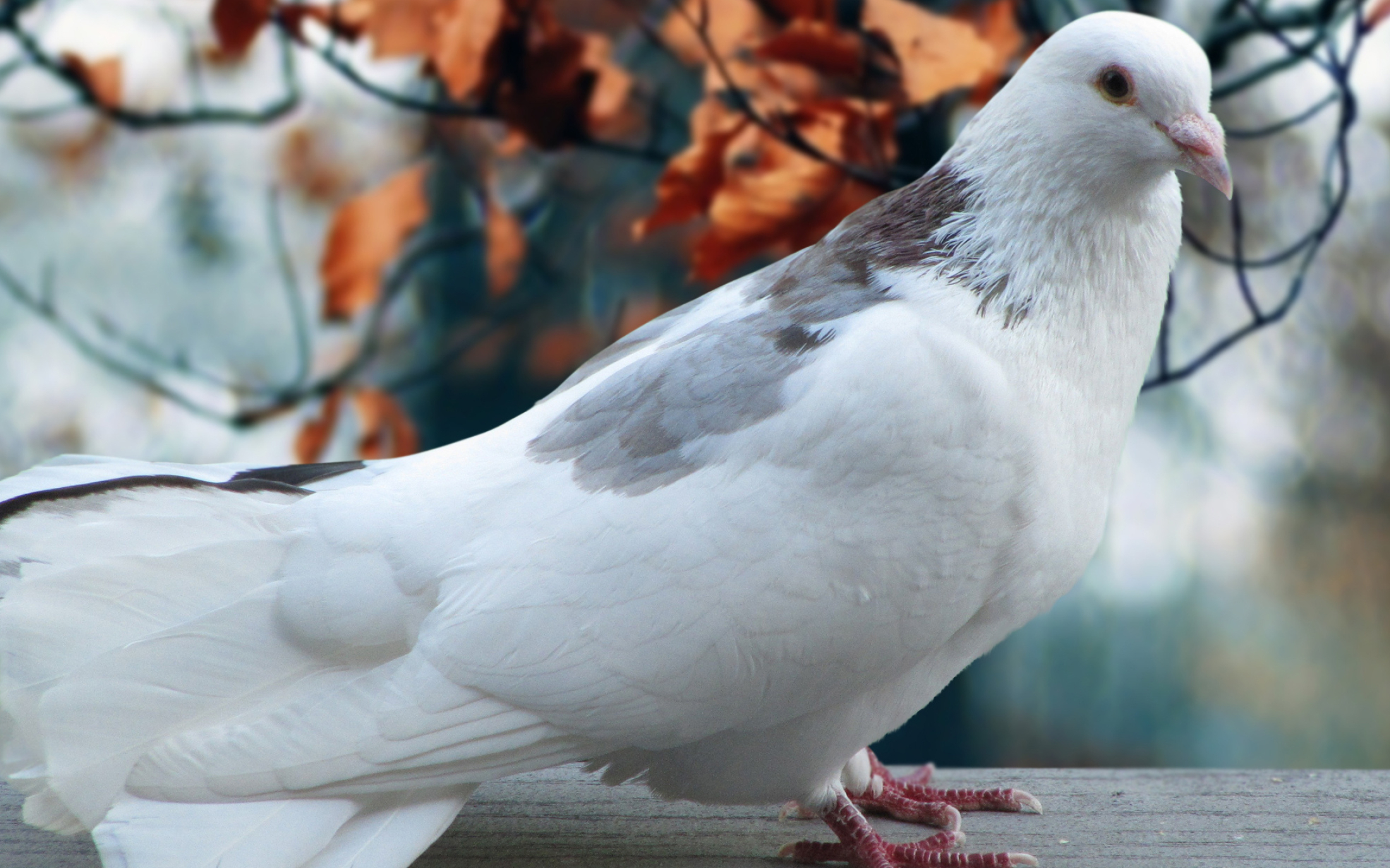 White pigeon wallpapers, Plume perfection, Majestic beauty, Feathered fascination, 2200x1380 HD Desktop