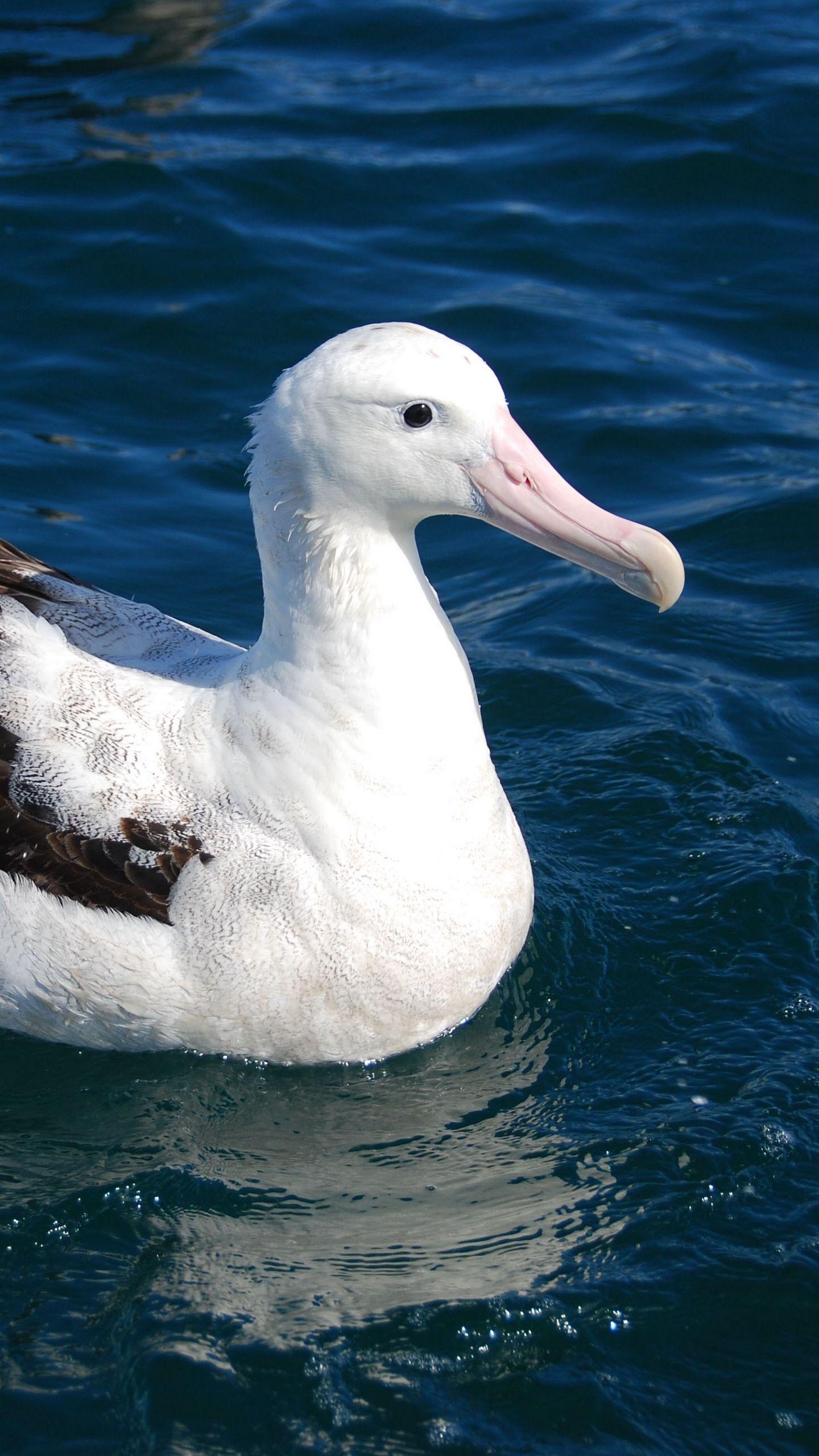 Albatross wallpapers, Ocean breeze, Bird's tranquil flight, Coastal scenery, 1440x2560 HD Phone