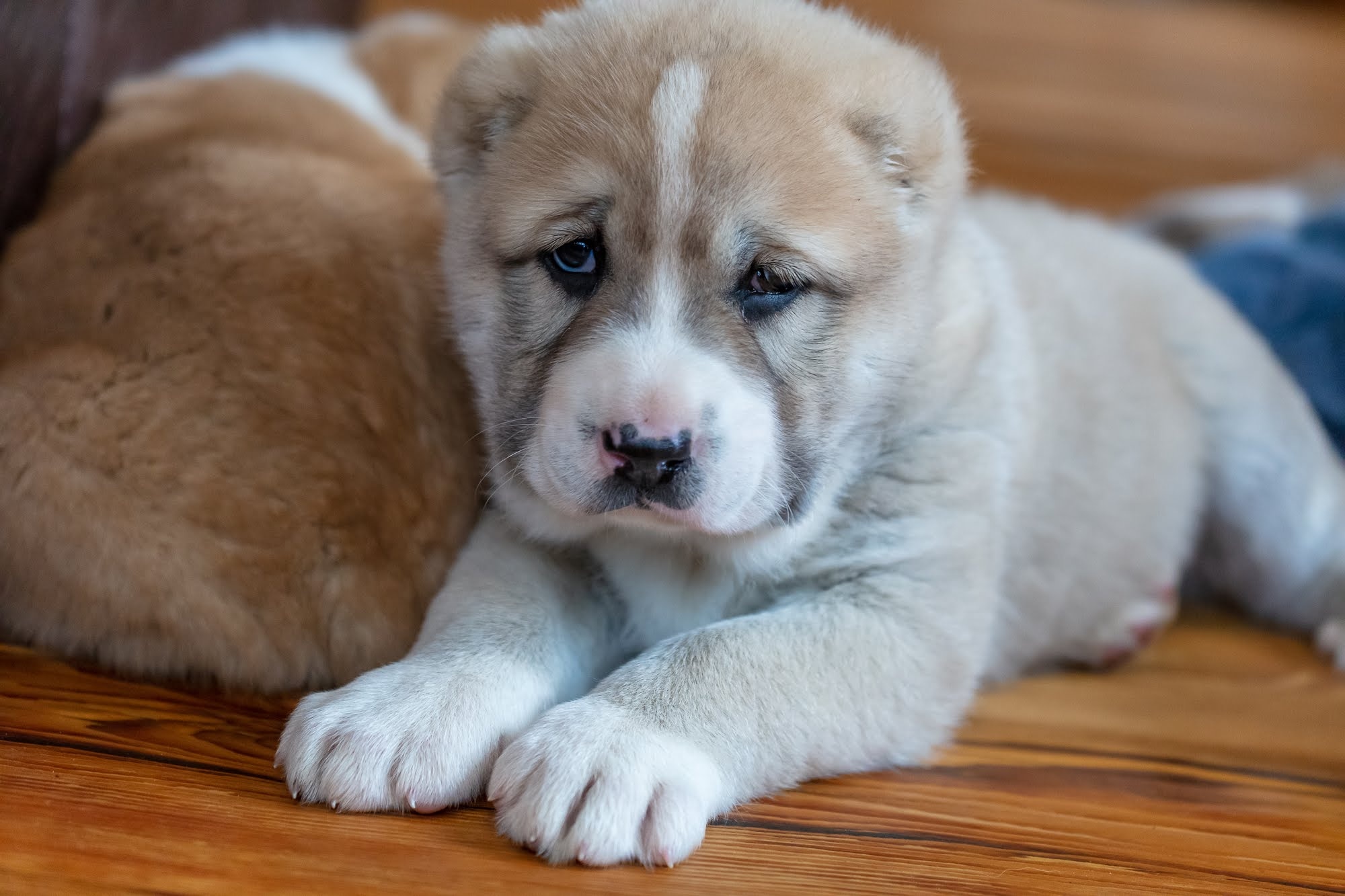 Alabai, Central Asian Shepherd puppies, Dog breeders, Central Asian Shepherd dog, 2000x1340 HD Desktop