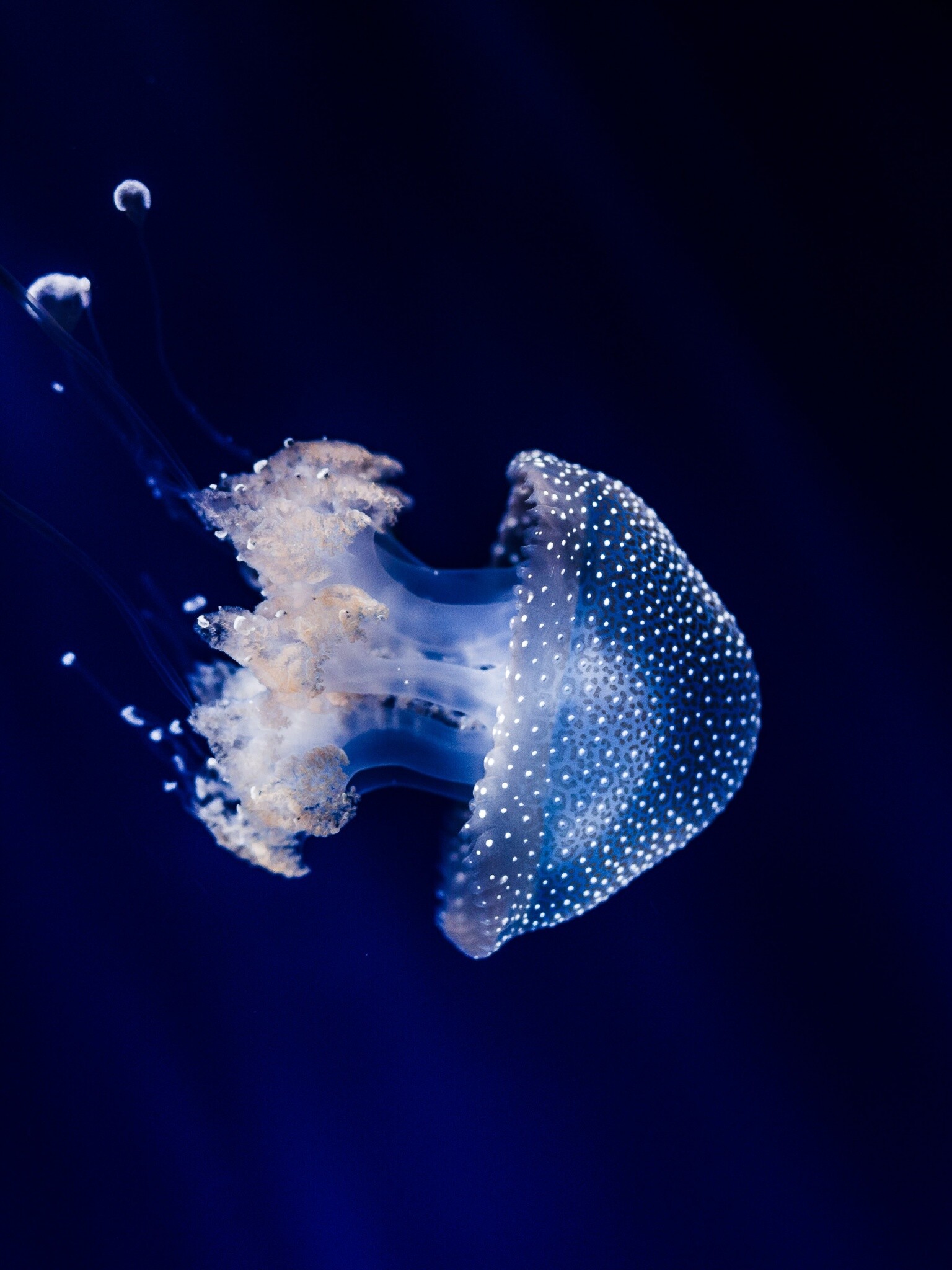 Blue jellyfish, Underwater marvel, Sea life aquarium, HD animals, 1540x2050 HD Phone