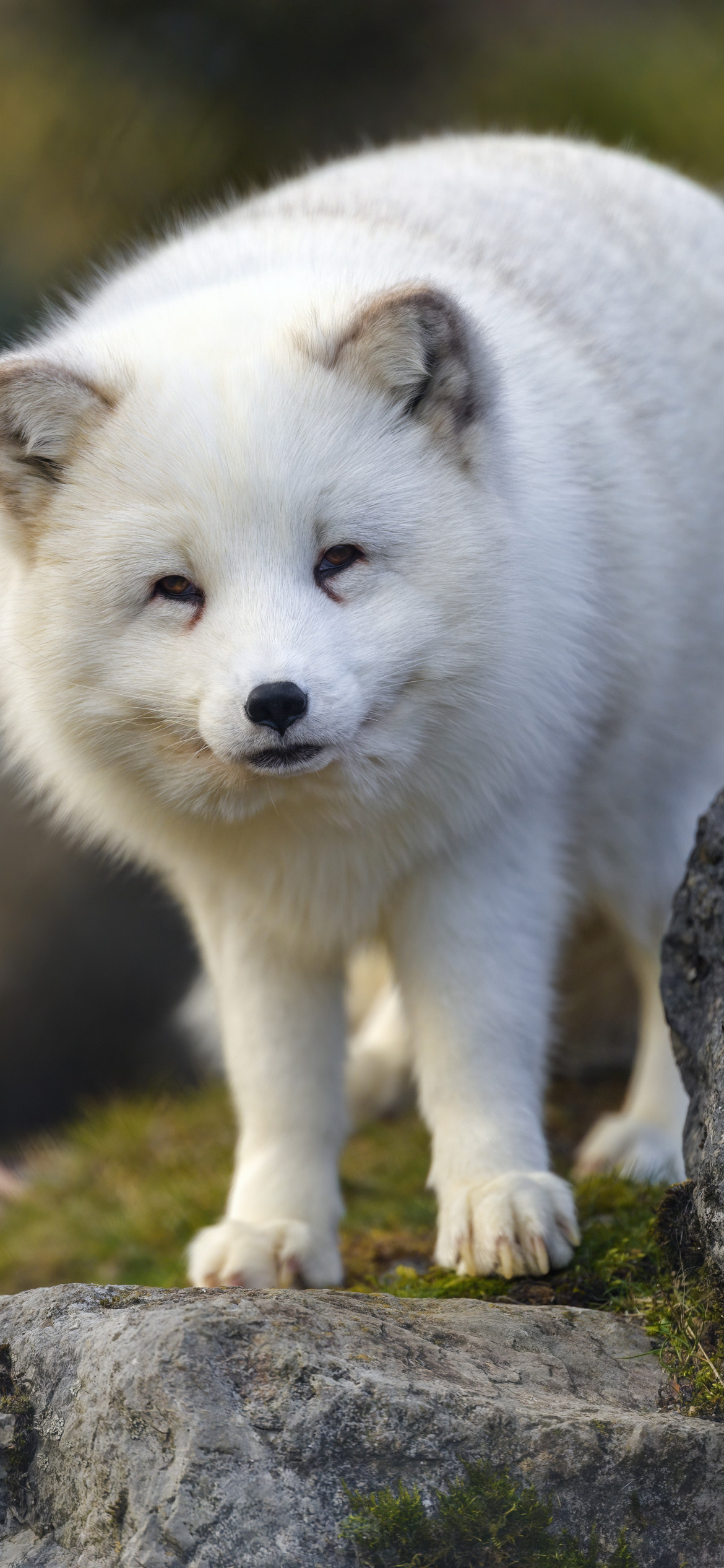 Cute Fluffy White Wild, iPhone 12 Pro, 1170x2540 HD Phone