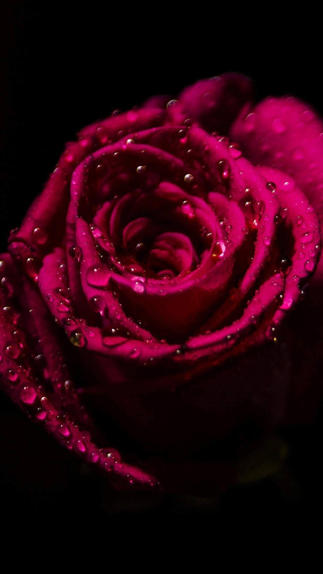 Red drop rose, Intense color, Exquisite detail, Nature's perfection, 1080x1920 Full HD Phone