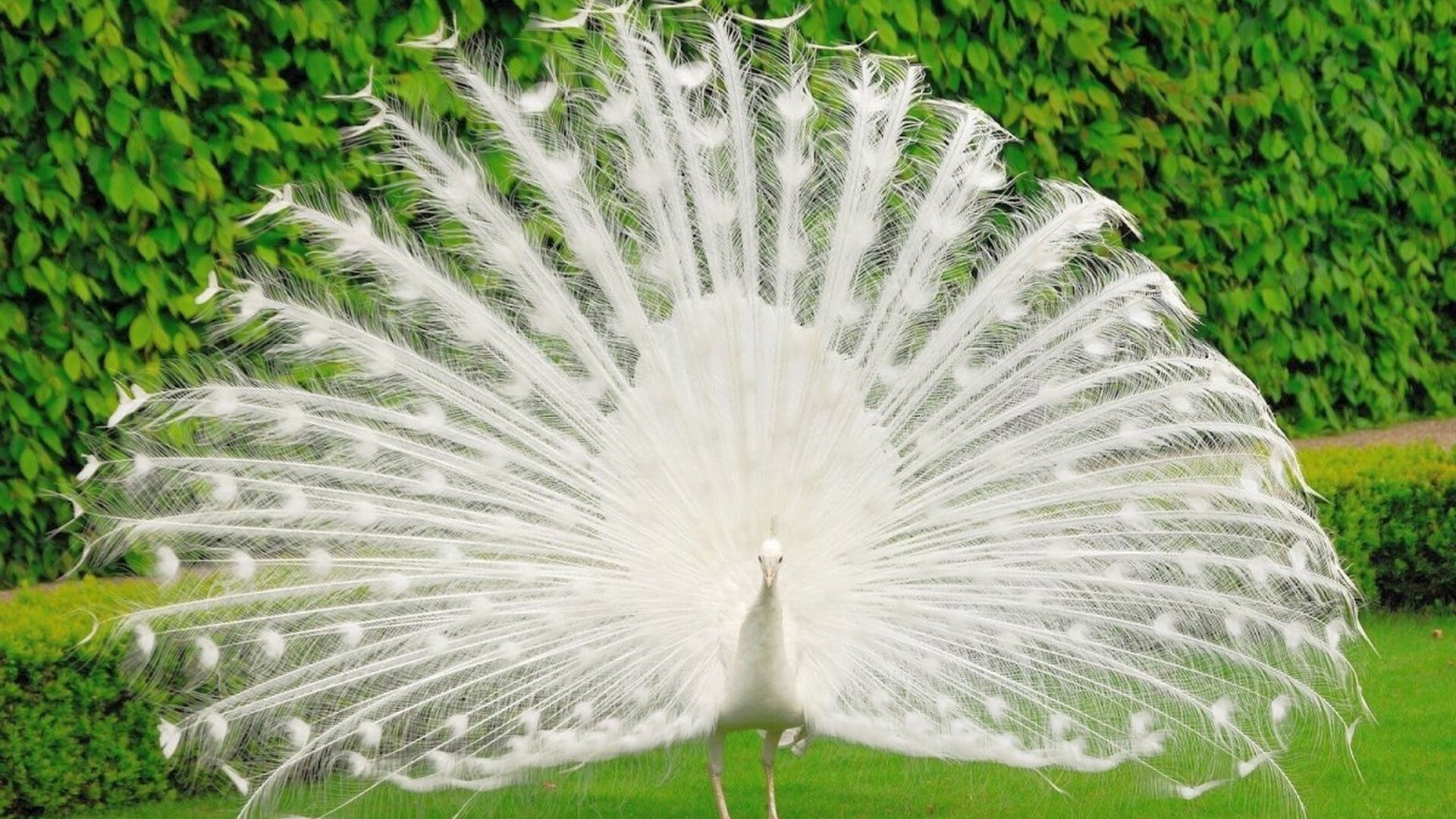 White peacock wallpaper, HD quality, Live wallpaper, captivating design, 1920x1080 Full HD Desktop