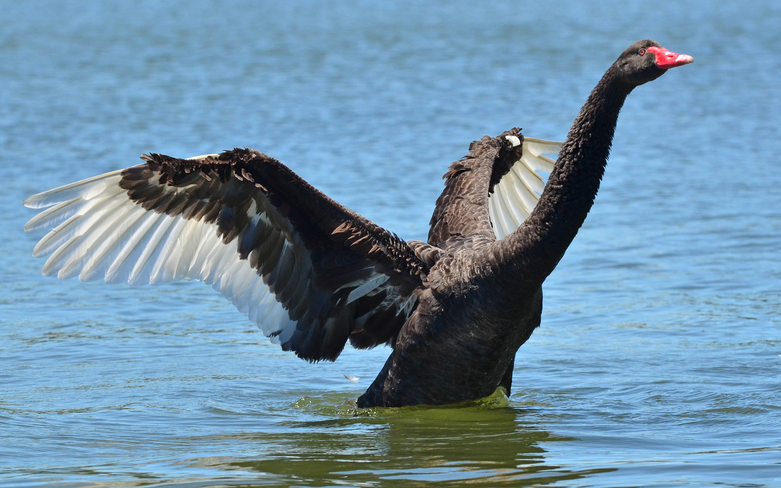 Swan, Animals, Black swan, Ultra wallpaper, 2560x1600 HD Desktop